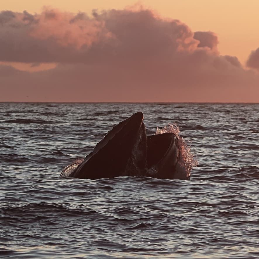 Midnight Sun Whale Watching - photo 8