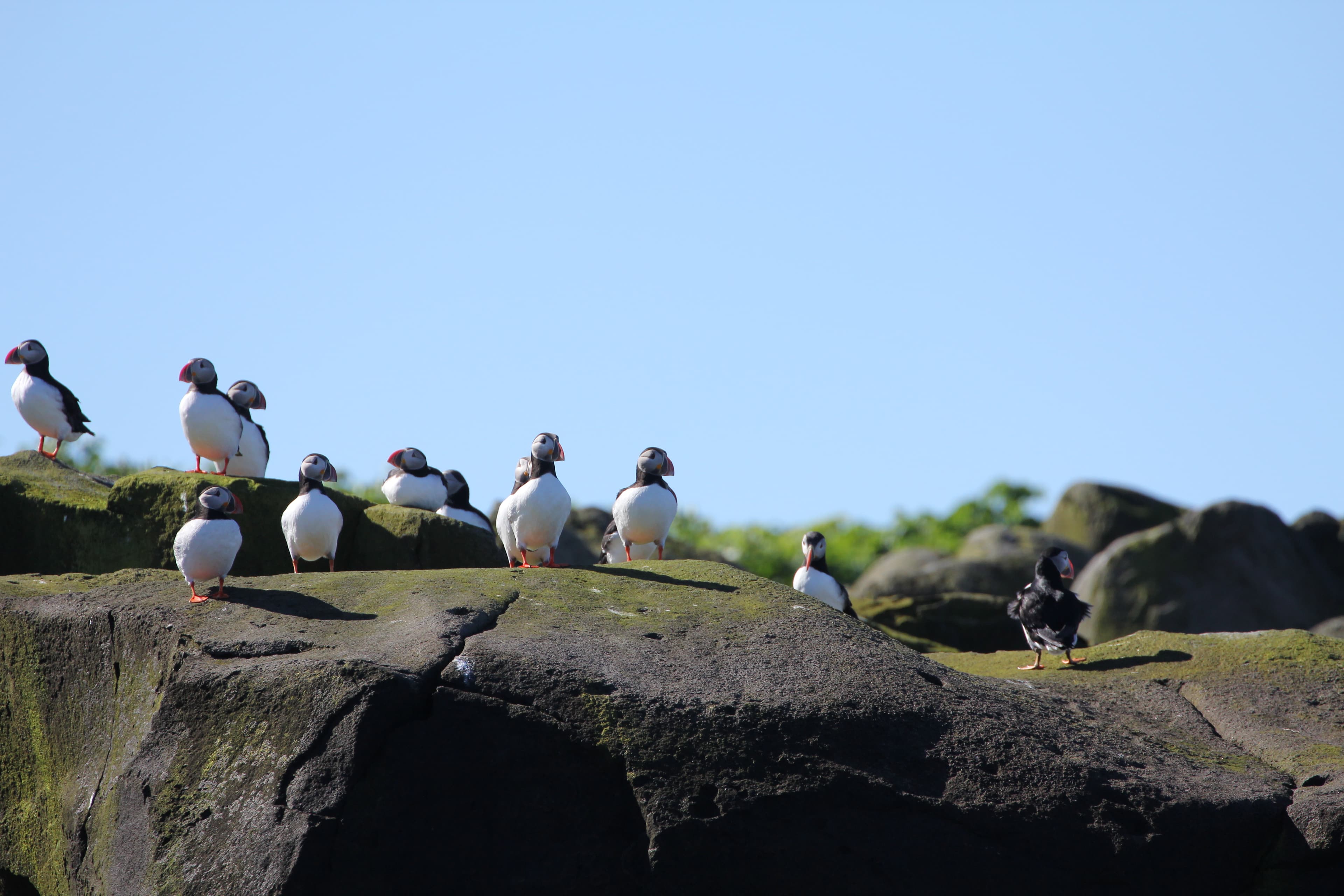 Premium Puffin Tour - photo 7