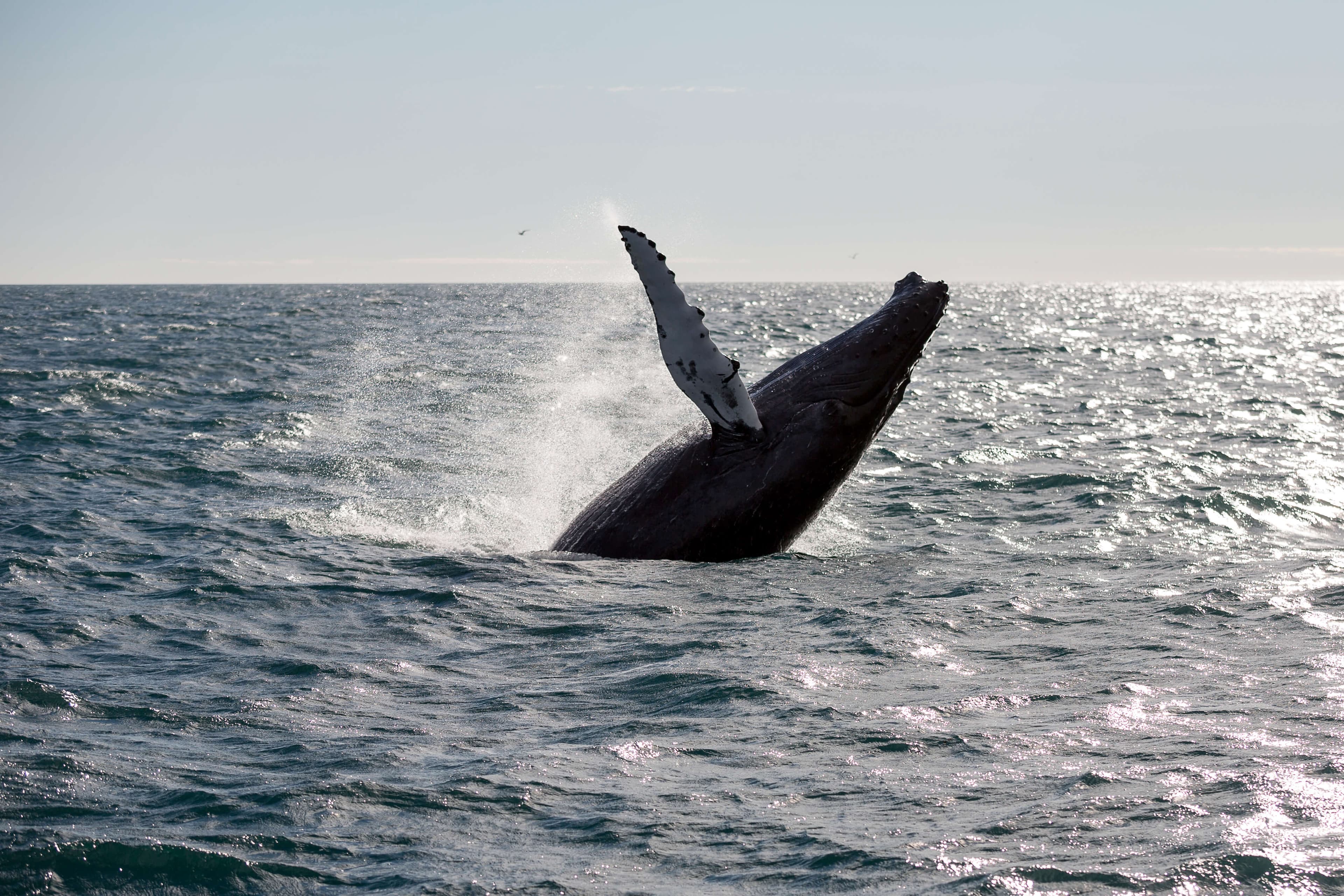 Whale Watching & FlyOver: Aerial Excursions and Oceanic Encounters - photo 10