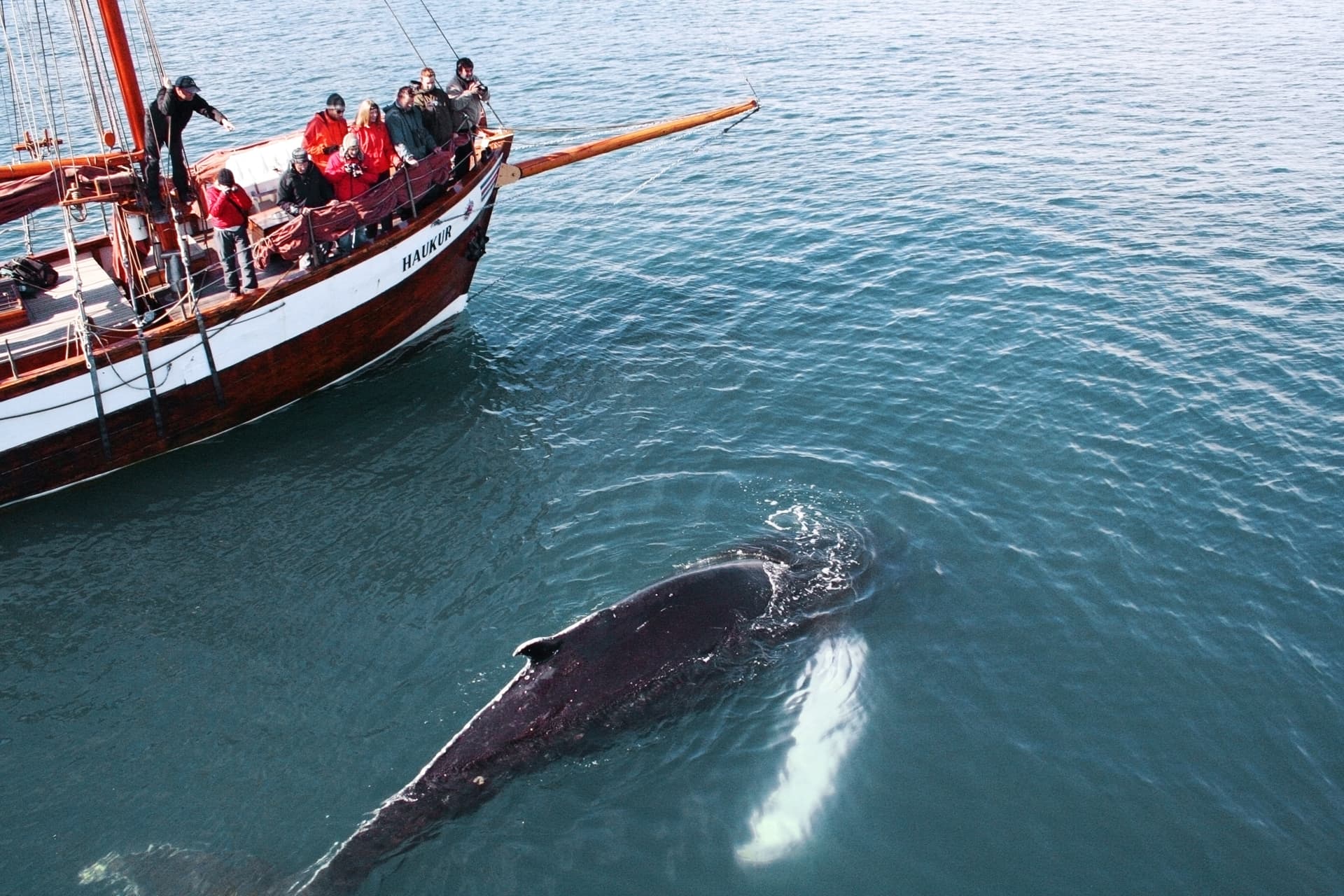 Whales and Sails - photo 8