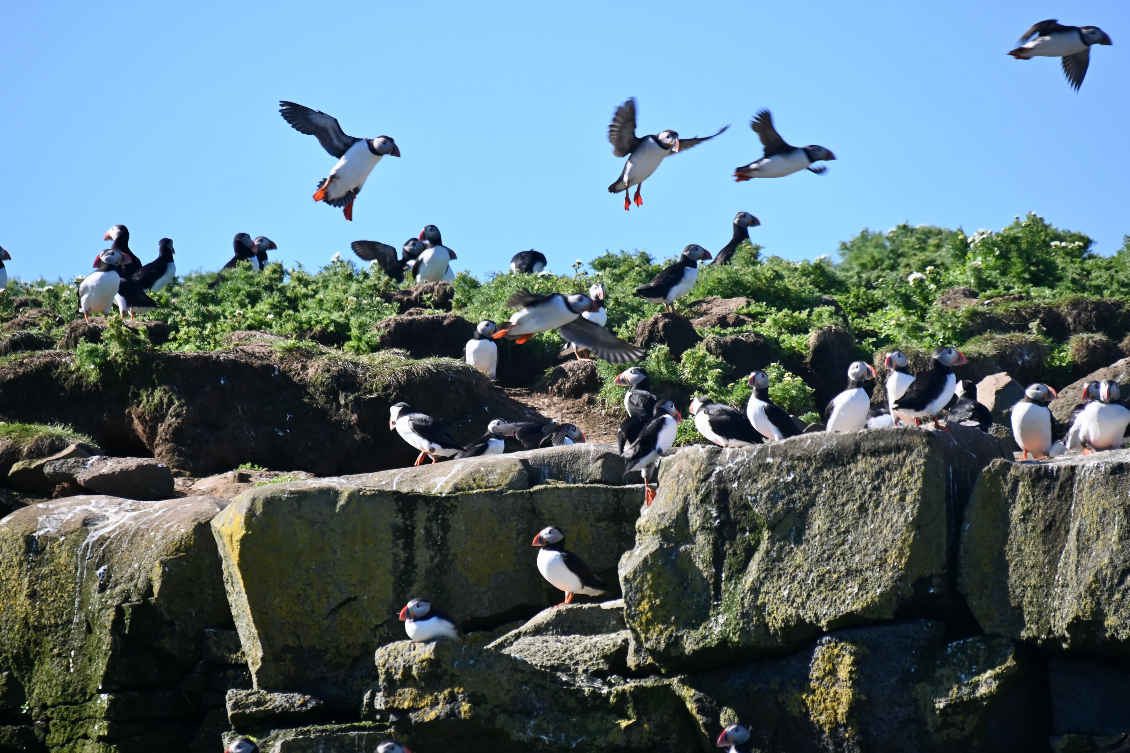 Reykjavík Classic Puffin Watching - photo 15