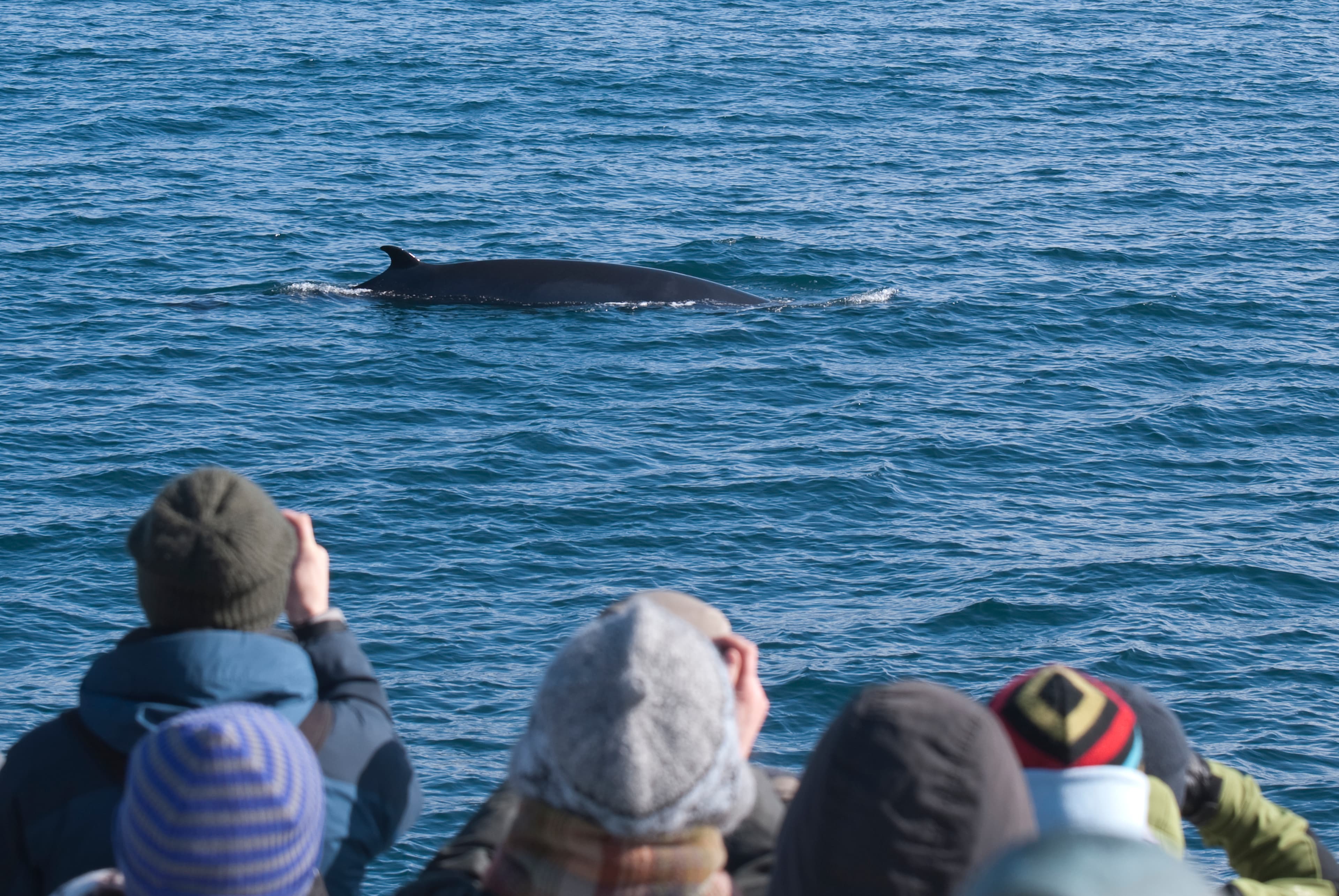 Goðafoss Waterfall & Whale Watching Tour from Akureyri - photo 13