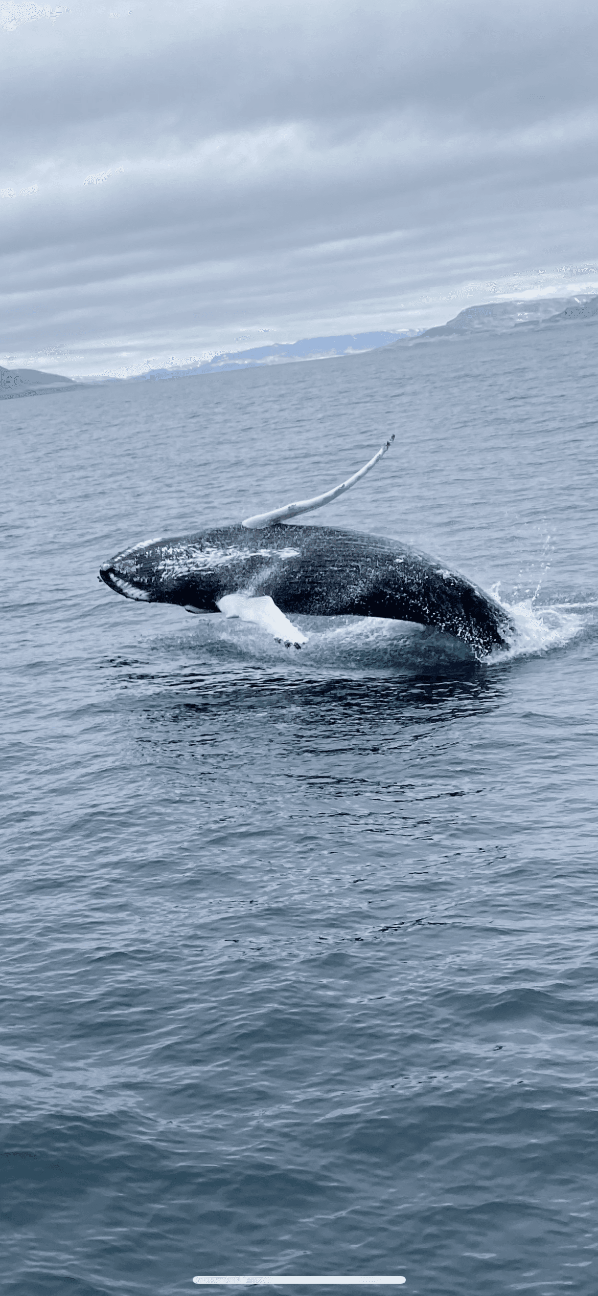 Whale Watching tour from Reykjavik - photo 78