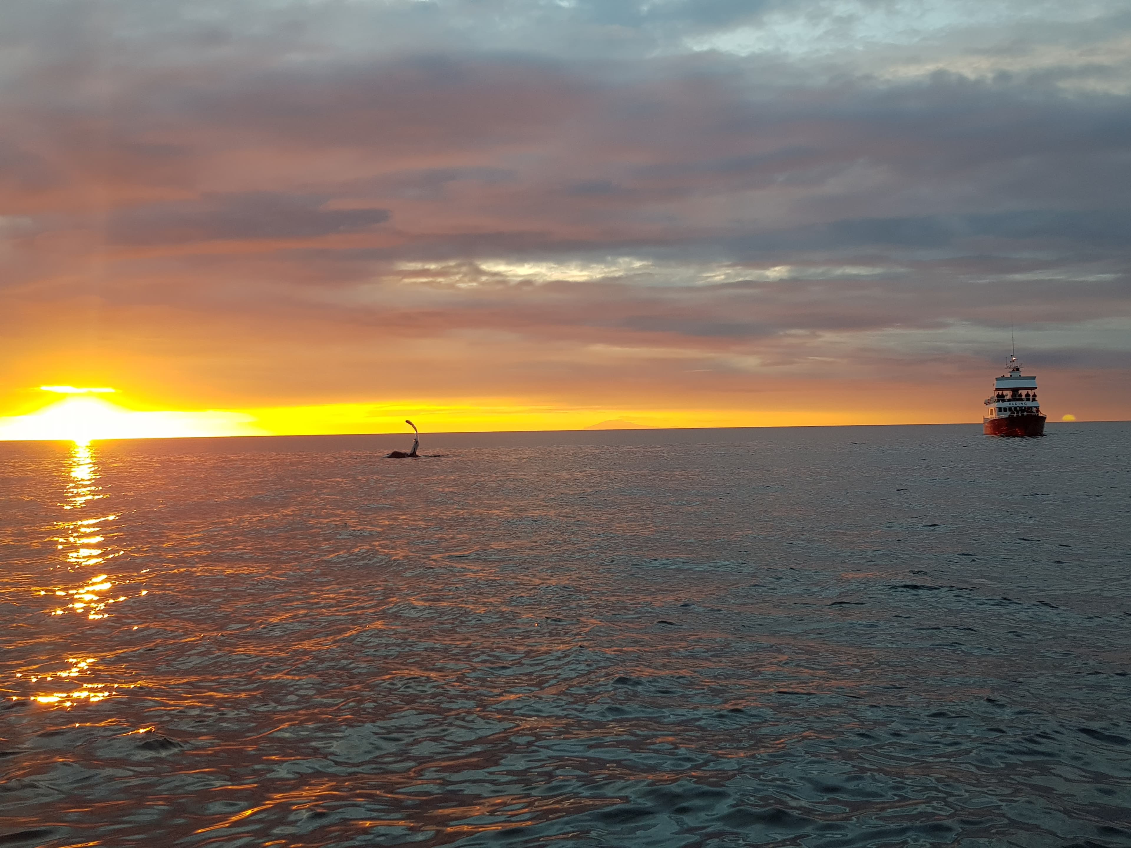 Premium Whales & Midnight Sun - photo 9