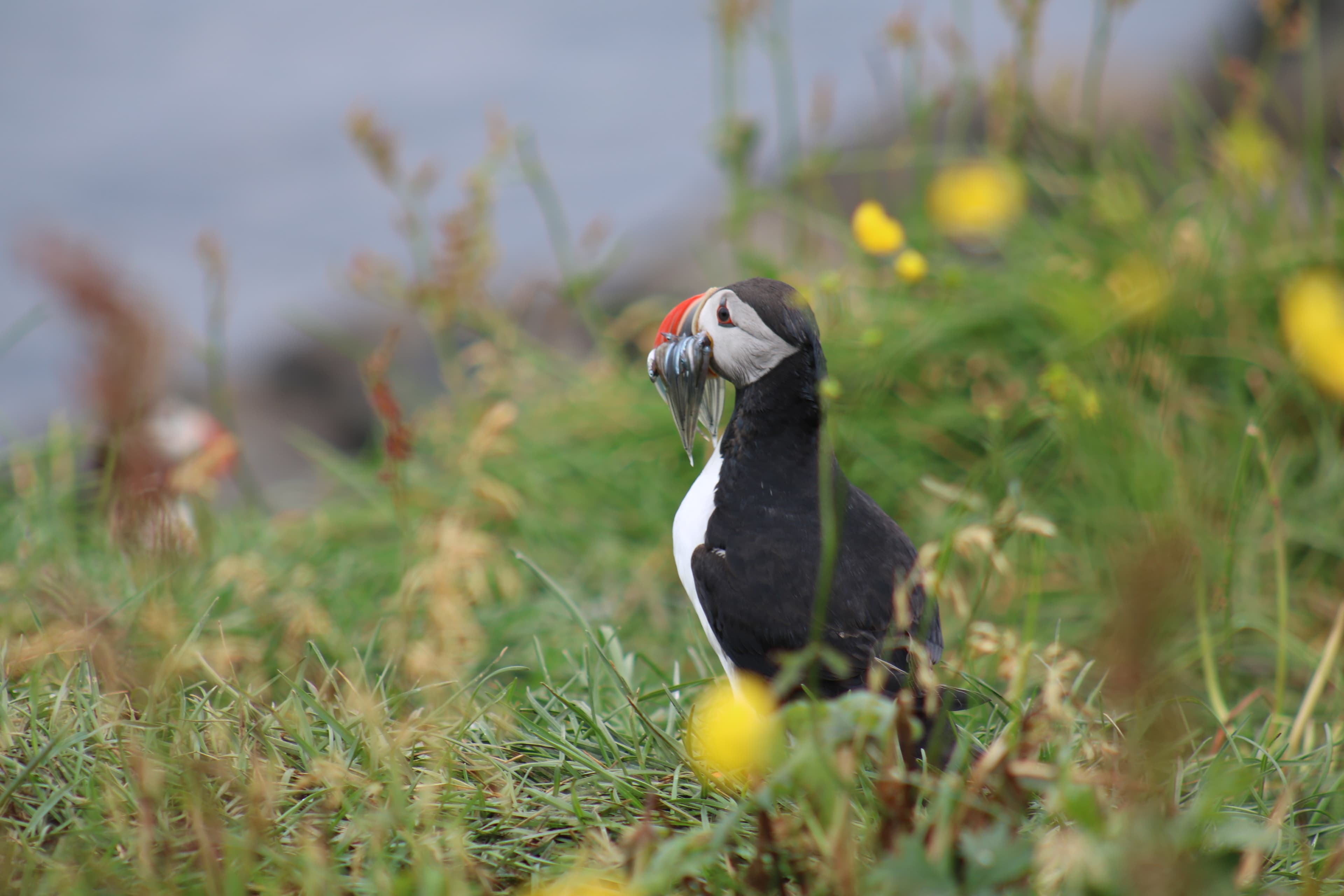Reykjavík Premium Puffin Watching - photo 11