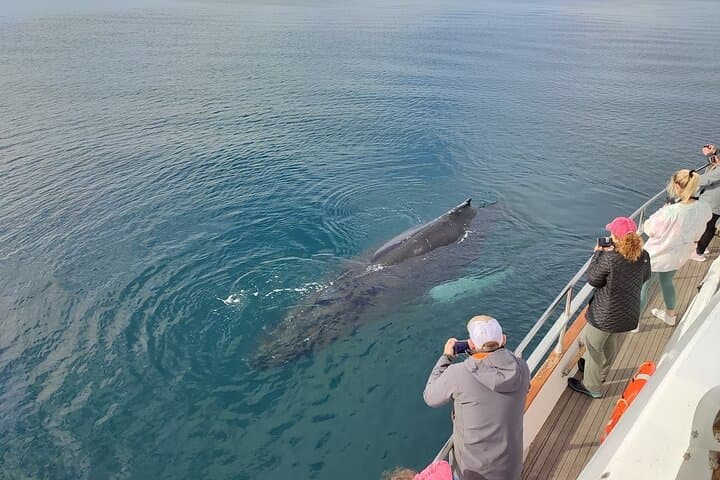 Whale Watching & Dolphin Yacht Cruise - photo 8