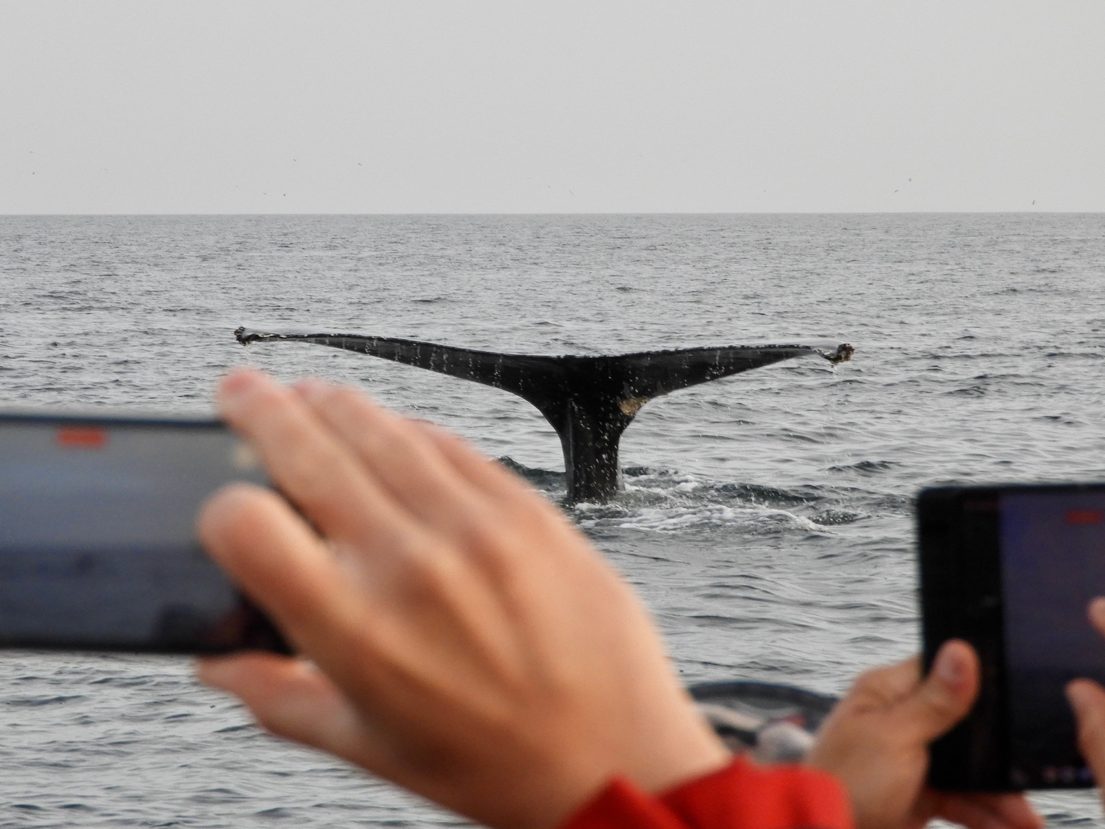 Reykjavík Premium Whale Watching - photo 20