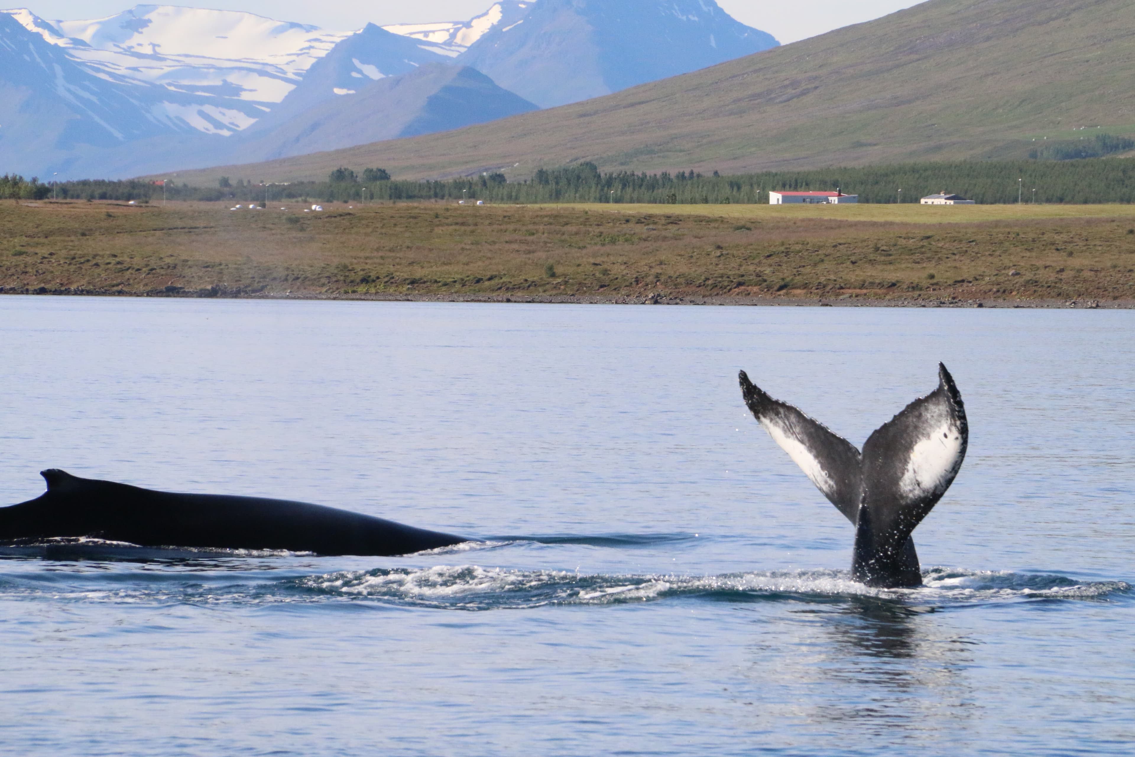 Whale Watching and Northern Lights from Reykjavík - photo 10