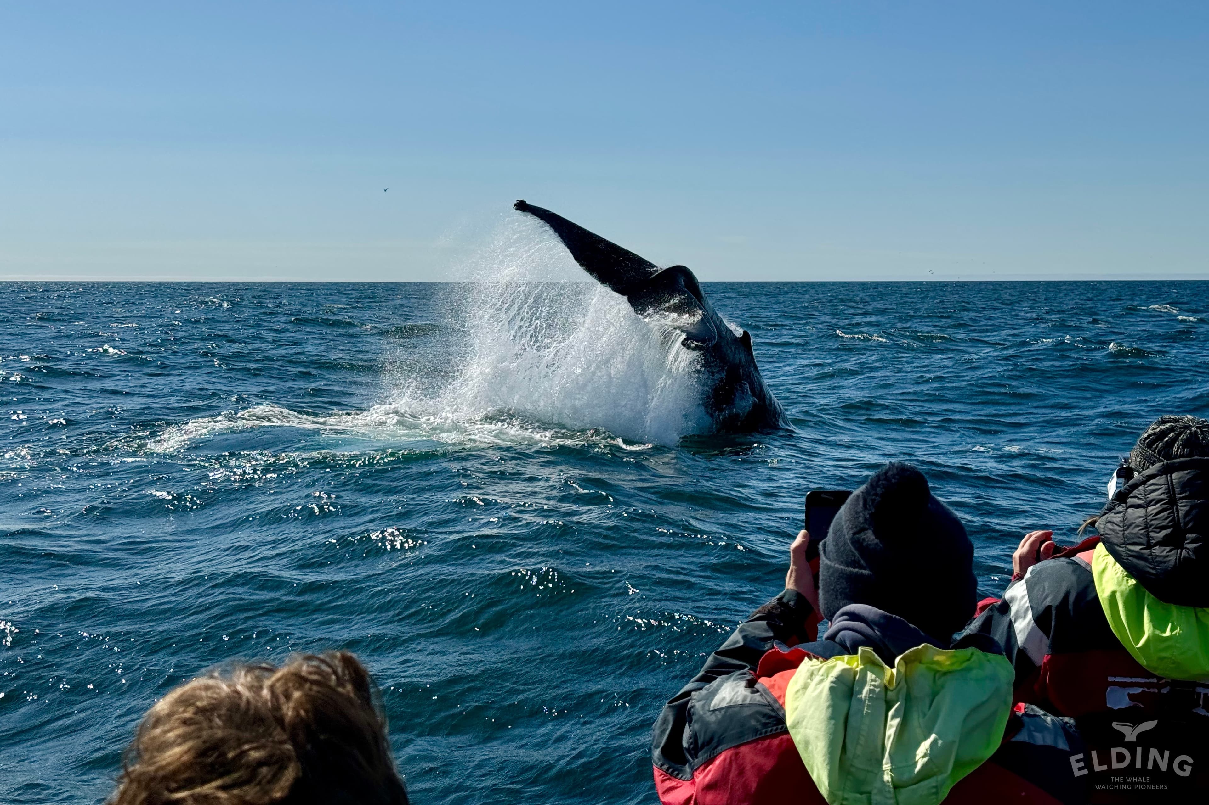 Reykjavík Premium Whale Watching - photo 24