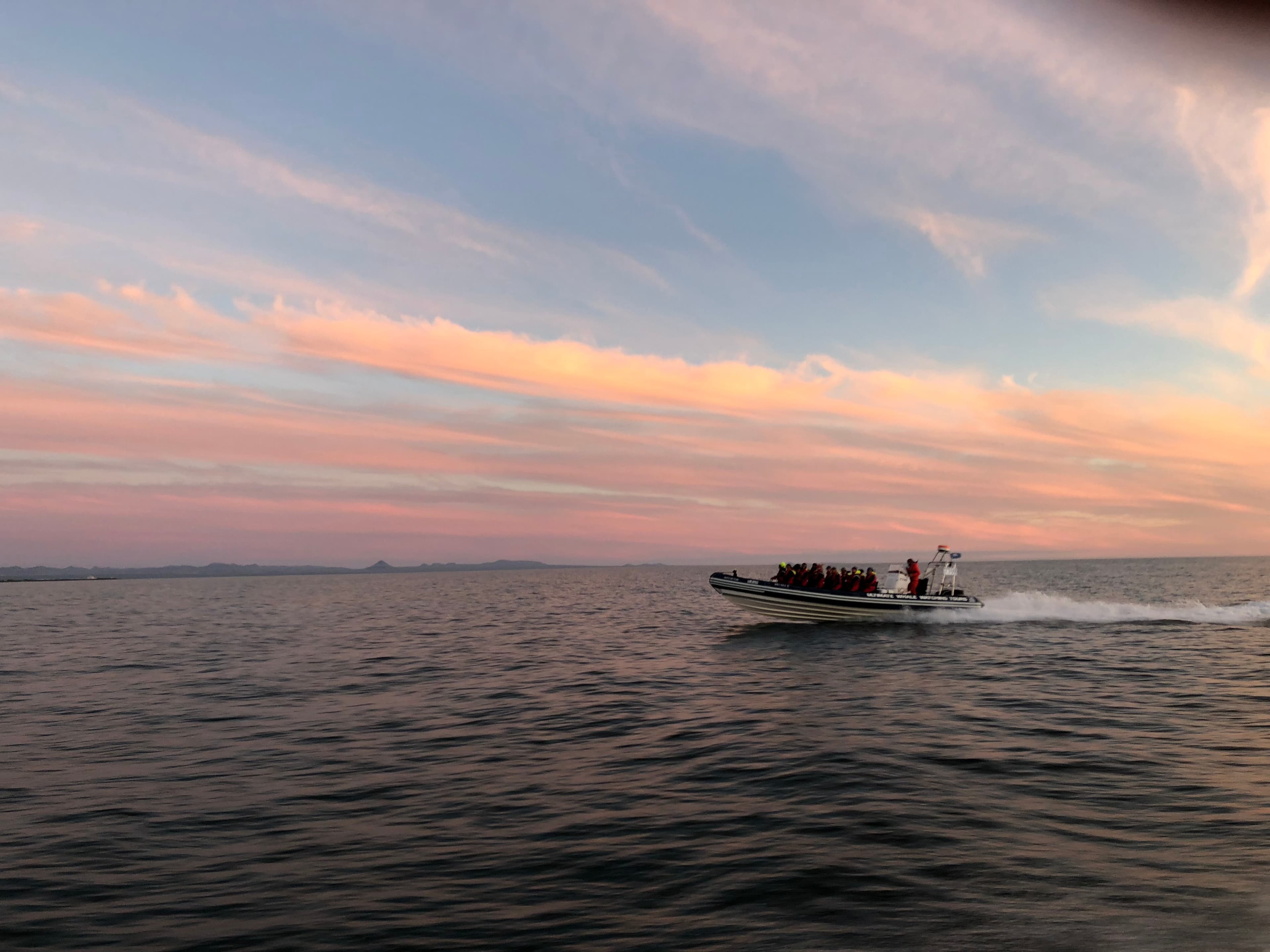 Premium Whales & Midnight Sun - photo 10