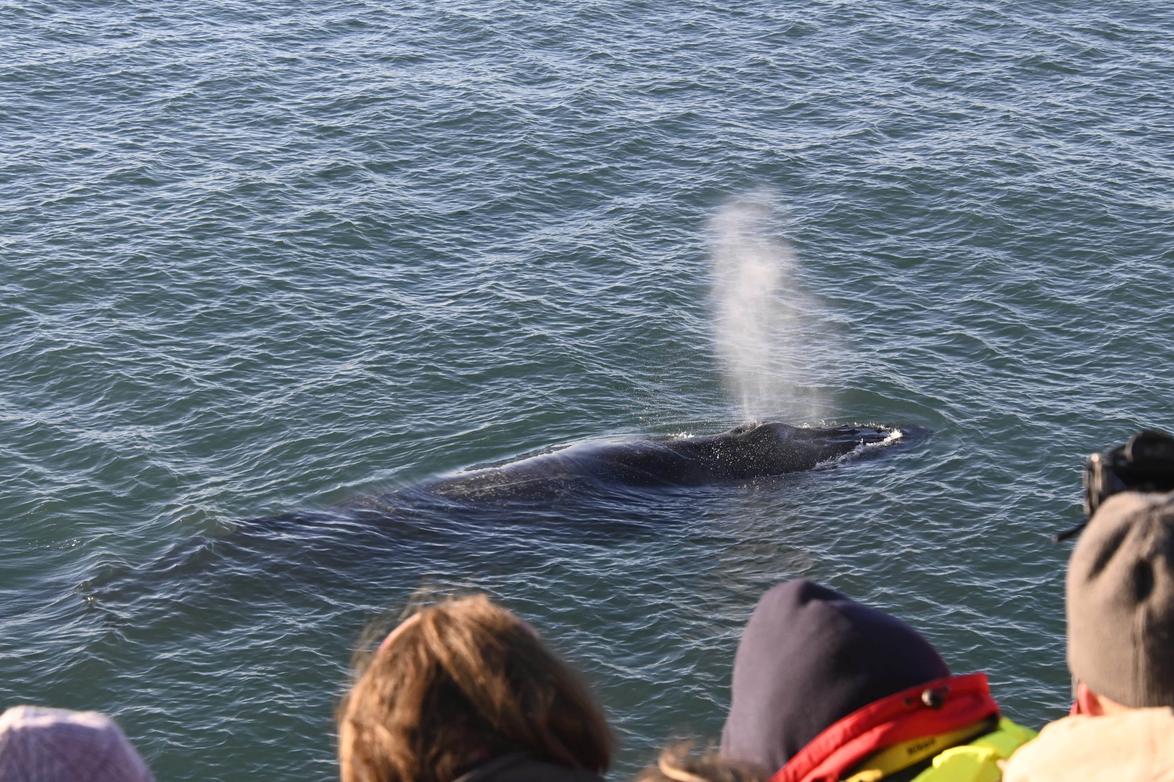 Reykjavík Whales & Viðey Island - photo 7