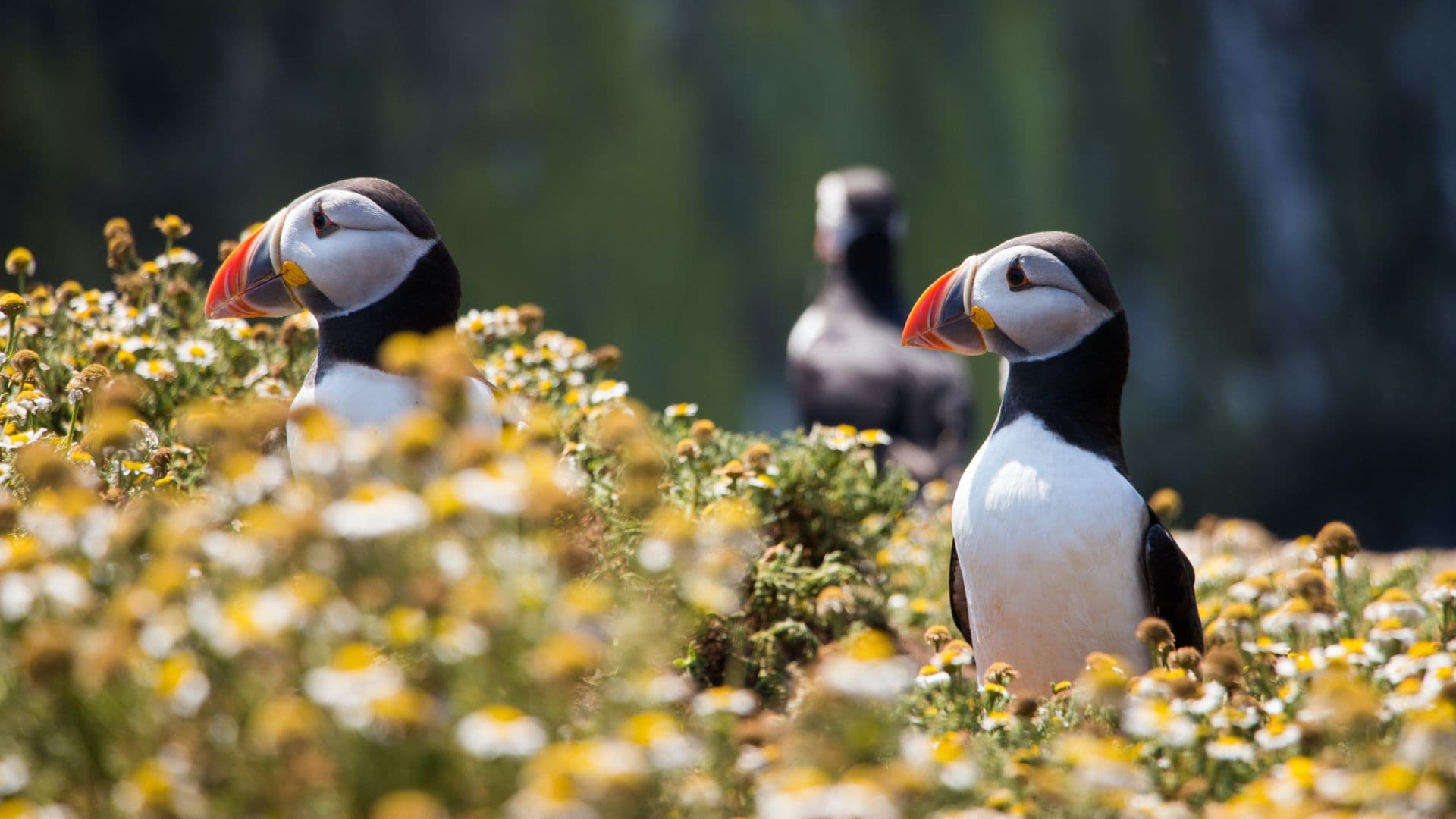  Puffins & Peaks: Borgarfjörður Eystri Tour from Seyðisfjörður Port - photo 3