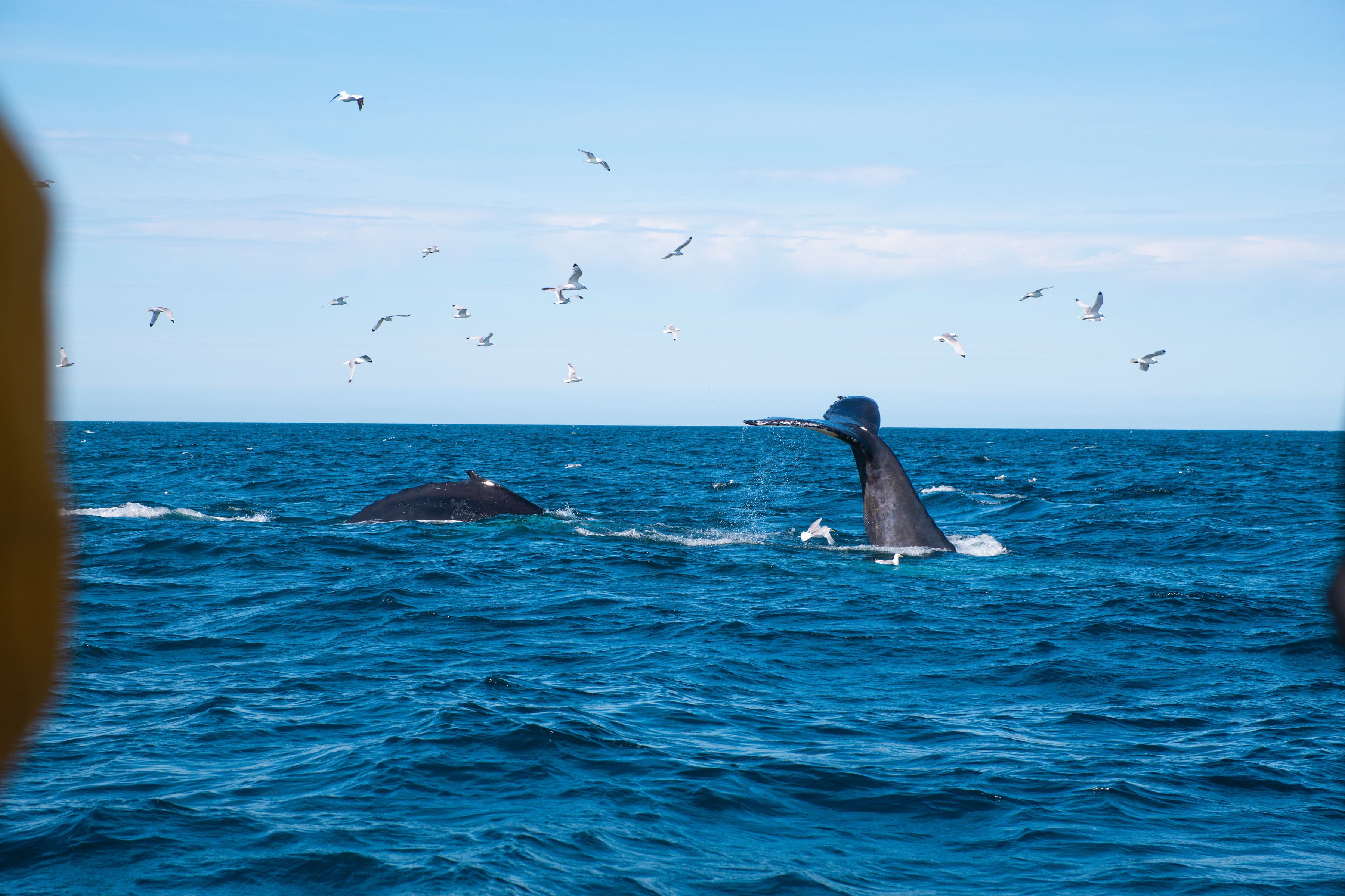 Best Value Whale Watching tour from Reykjavik - photo 34