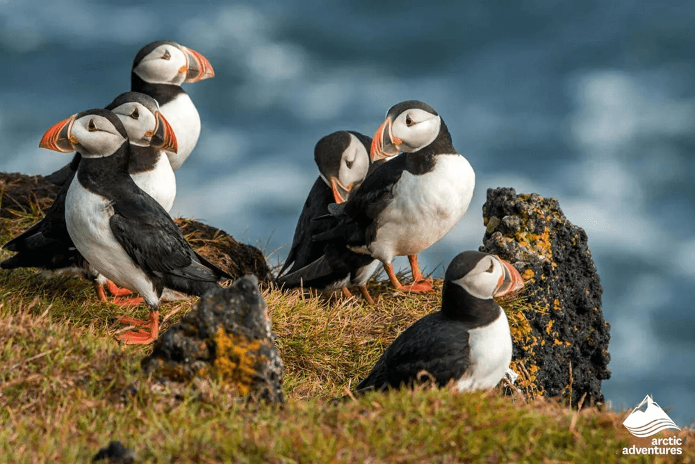 Vestmannaeyjar Day Tour - photo 4