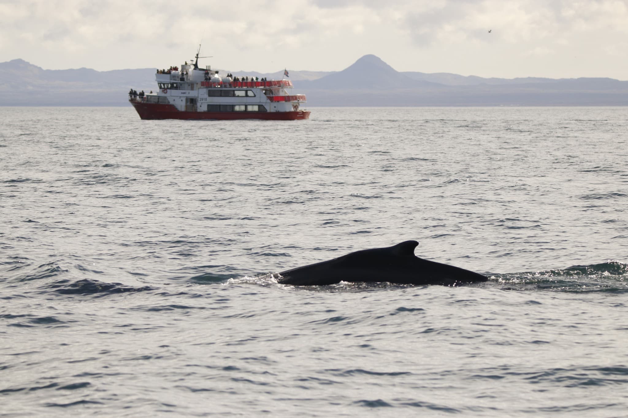 Reykjavík Classic Whale Watching  - photo 8