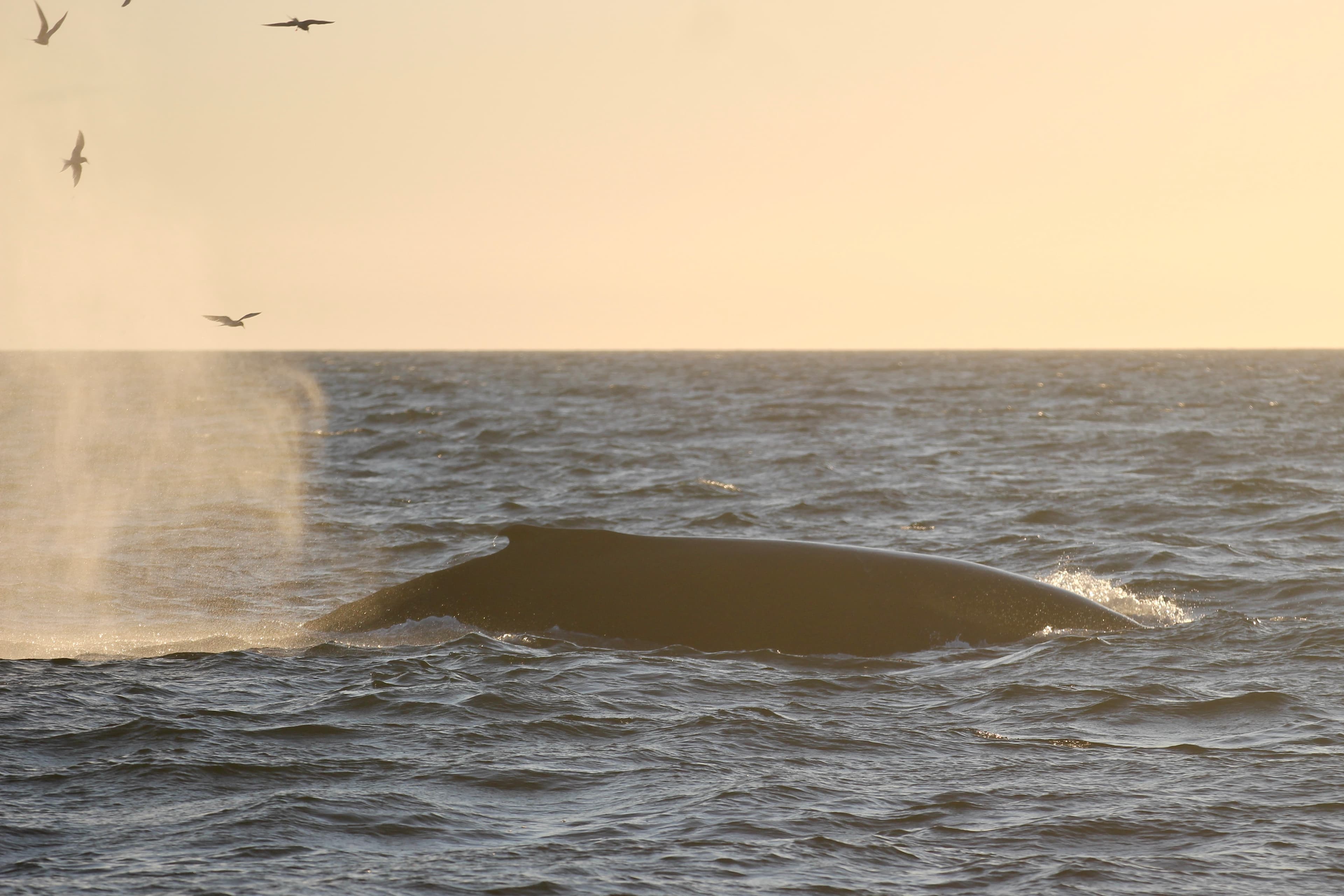 Reykjavík Premium Whales in the Midnight Sun - photo 19