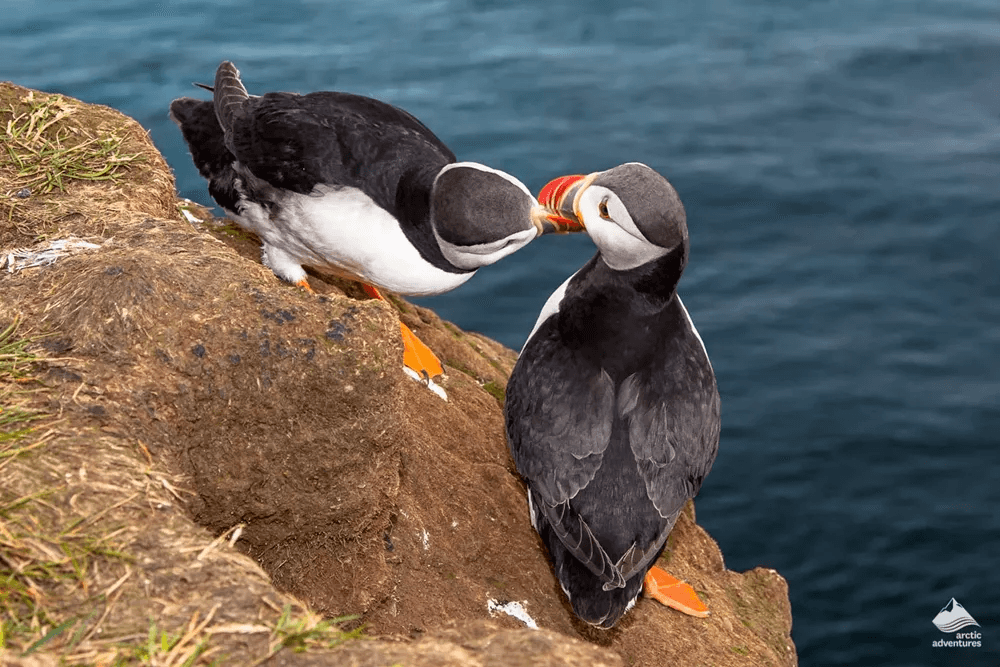 Vestmannaeyjar Day Tour - photo 11