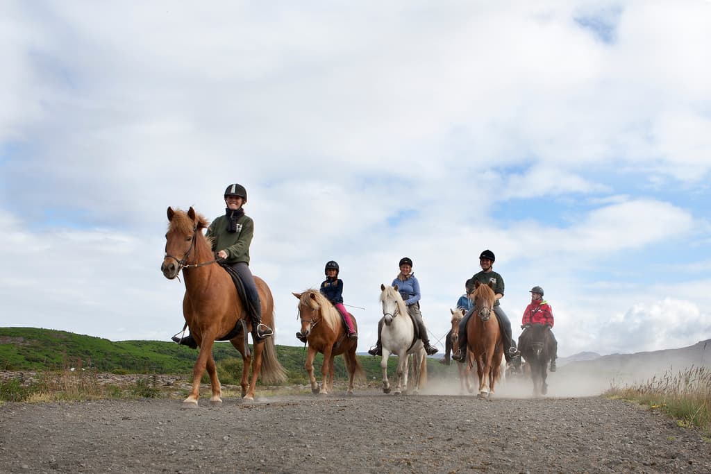 Reykjavík Whales & Horses - photo 8