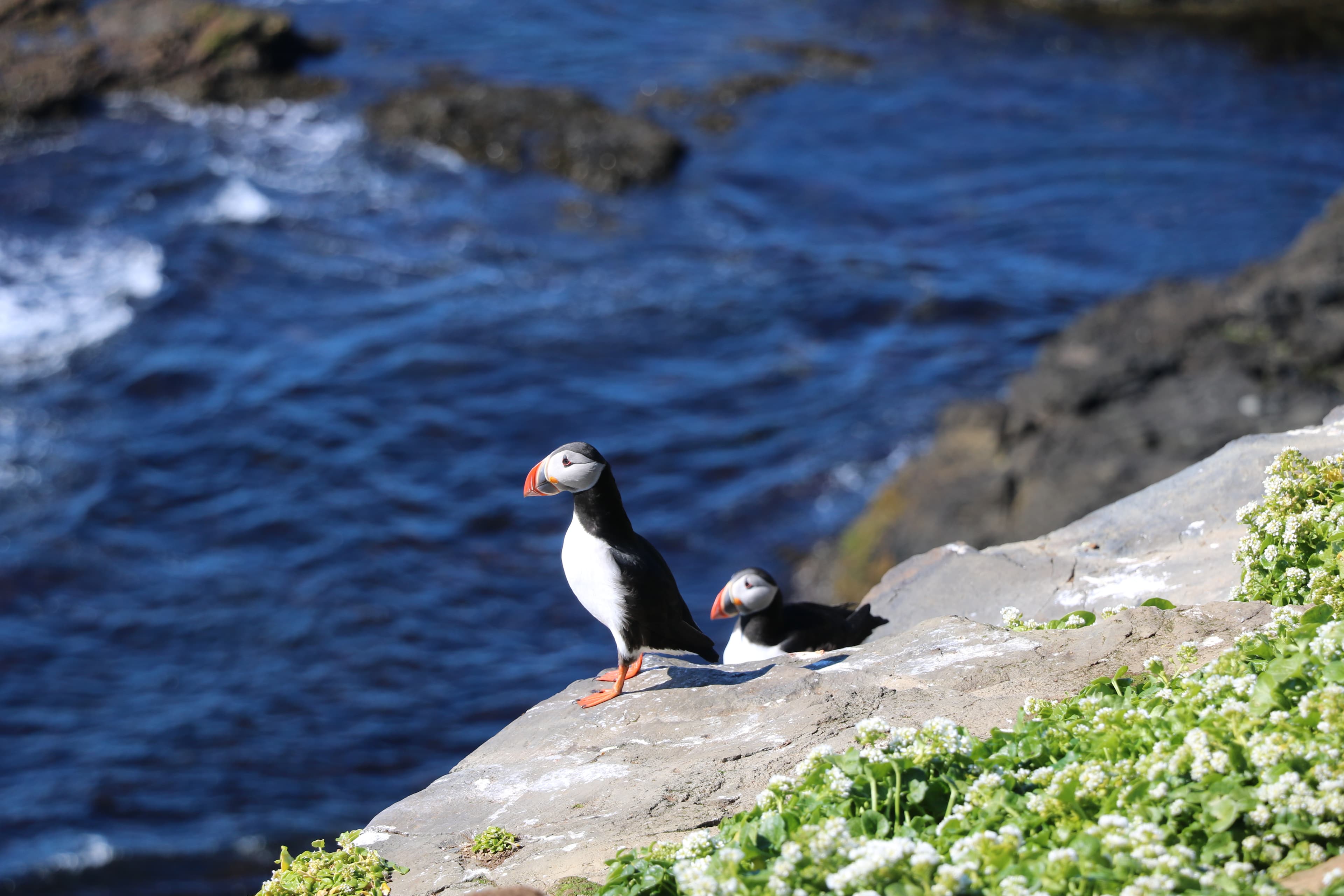 Reykjavík Premium Puffin Watching - photo 14