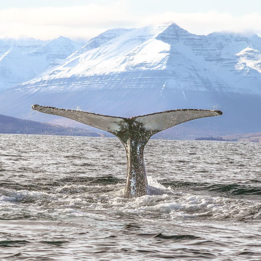 Express Whale Watching From Dalvík - photo 20