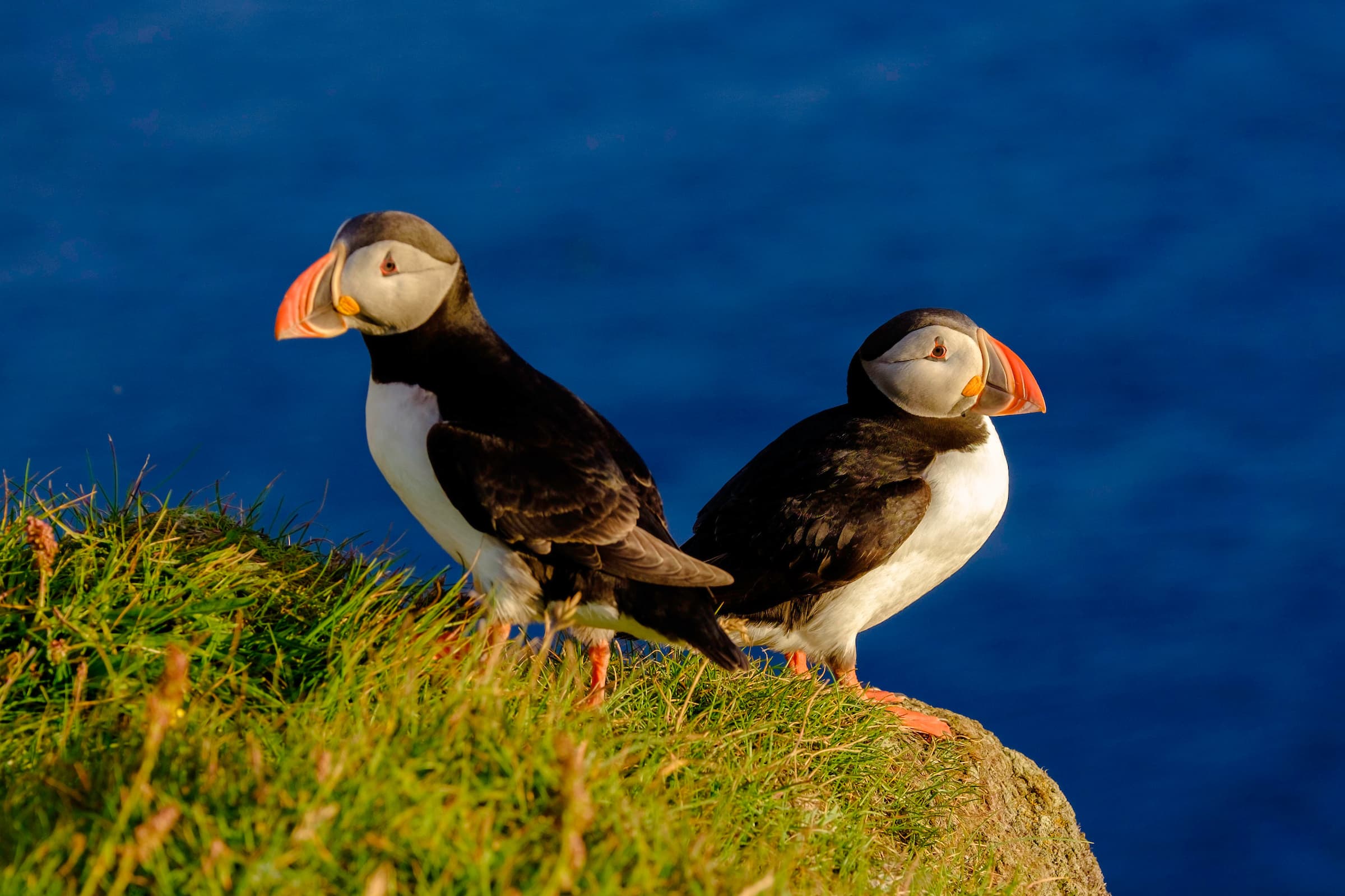 Premium Puffin Tour - photo 5