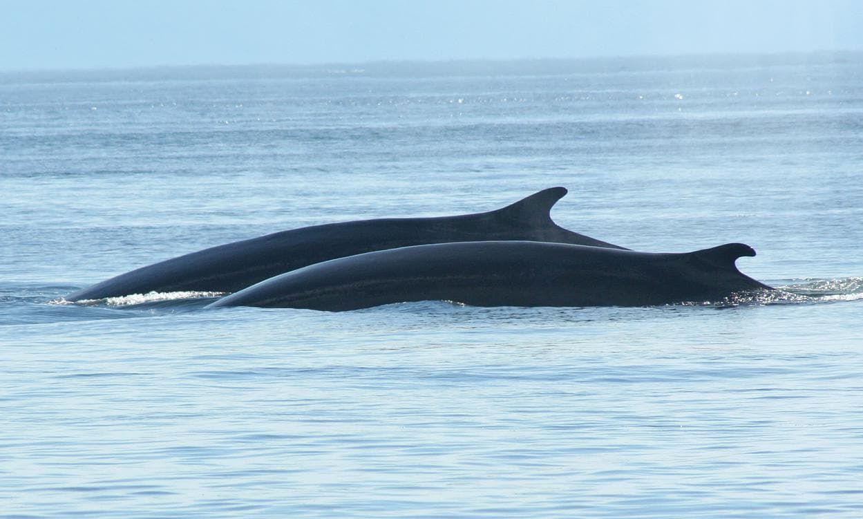 RIB Express - photo 9