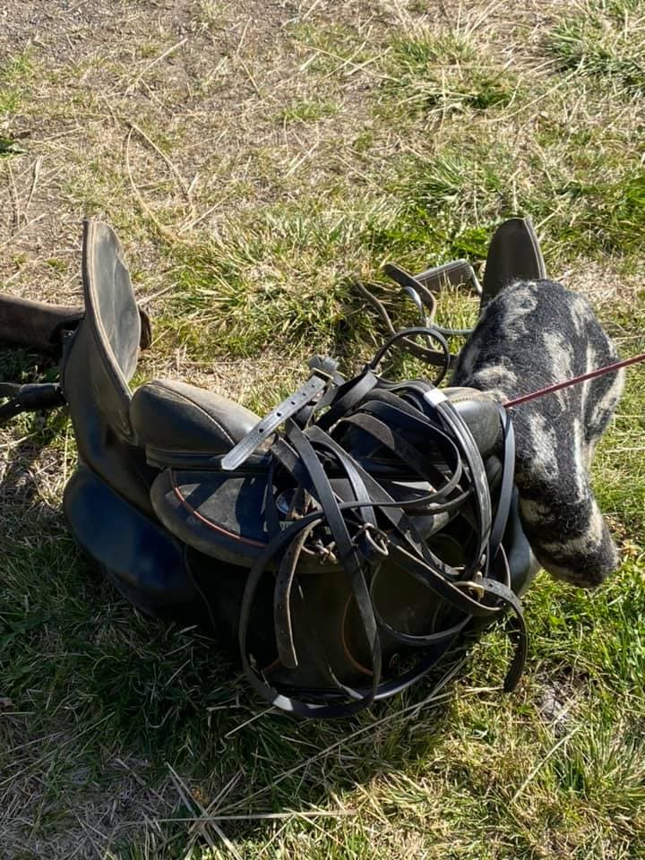 Horse Riding Tour and Explore Scenery in Gásir Akureyri - photo 7