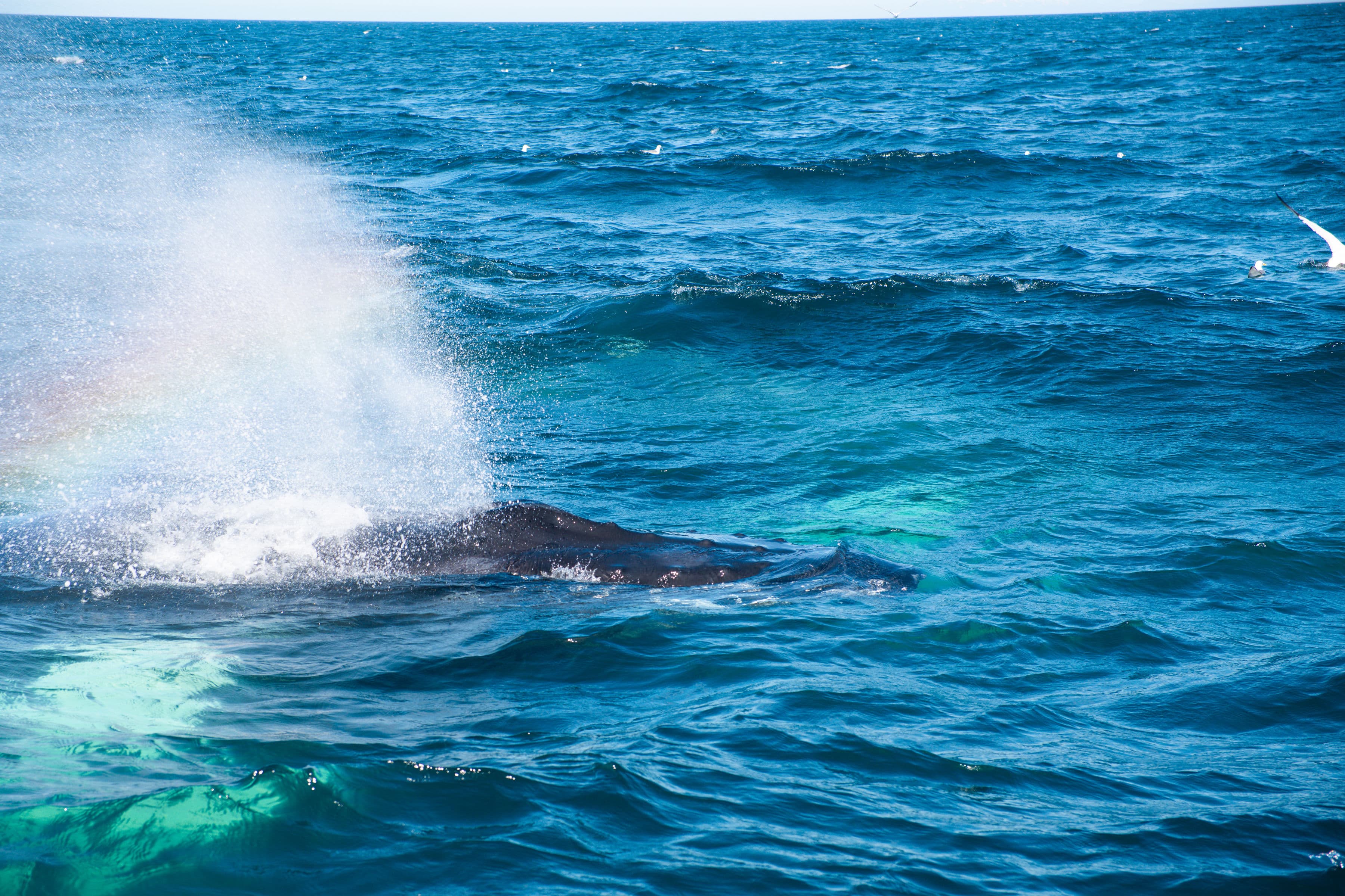 Whale Wonders: Morning Expedition - photo 14