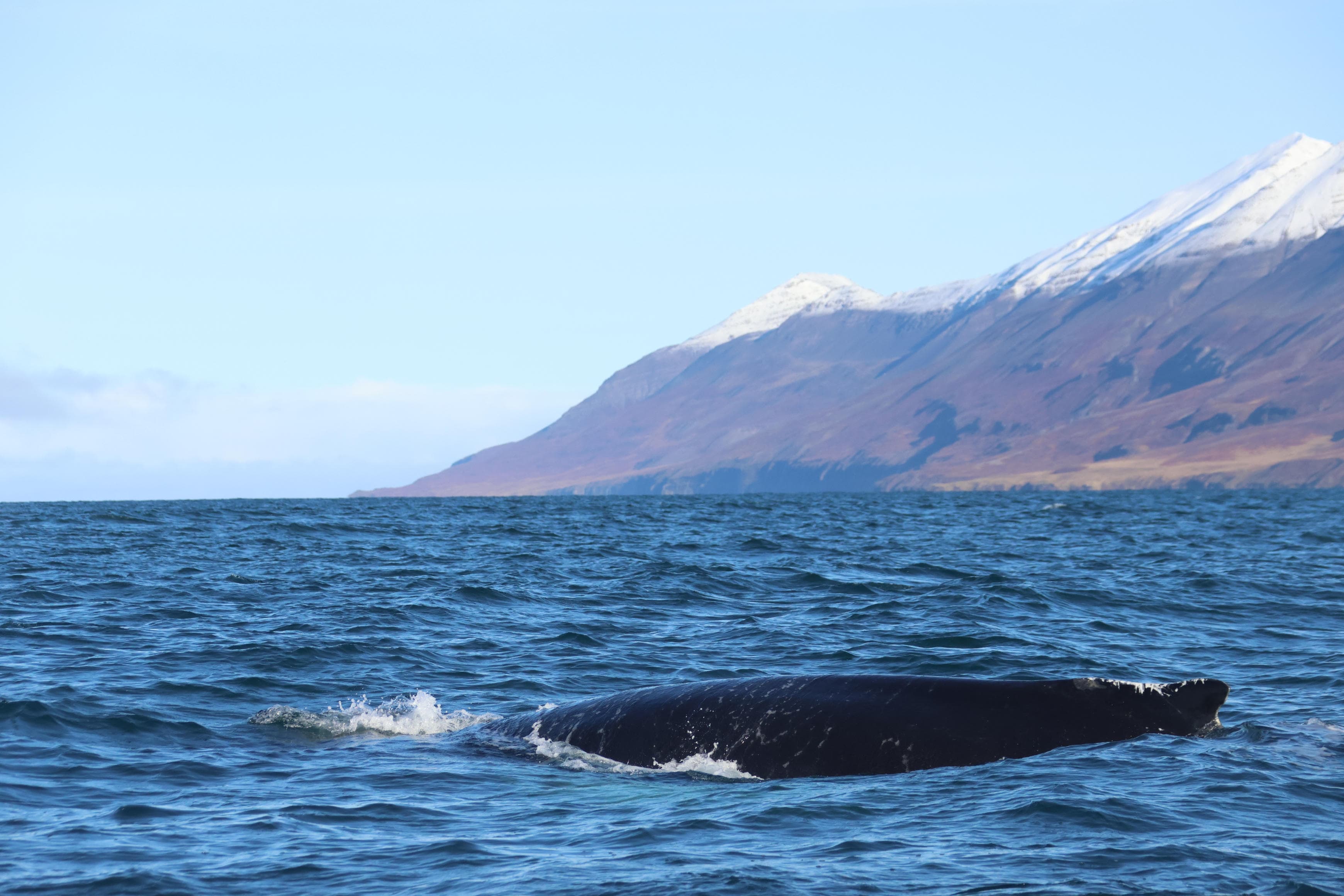Akureyri Express Whales & Eyjafjord - photo 19
