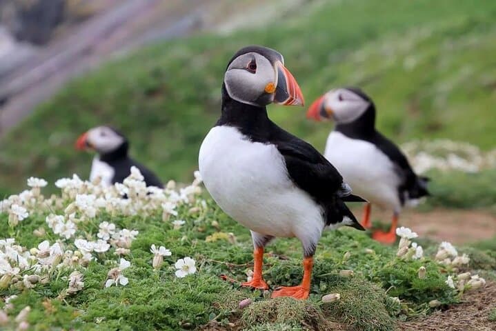 Private Tour to Westman Islands with Extra Waterfall Visit - photo 2