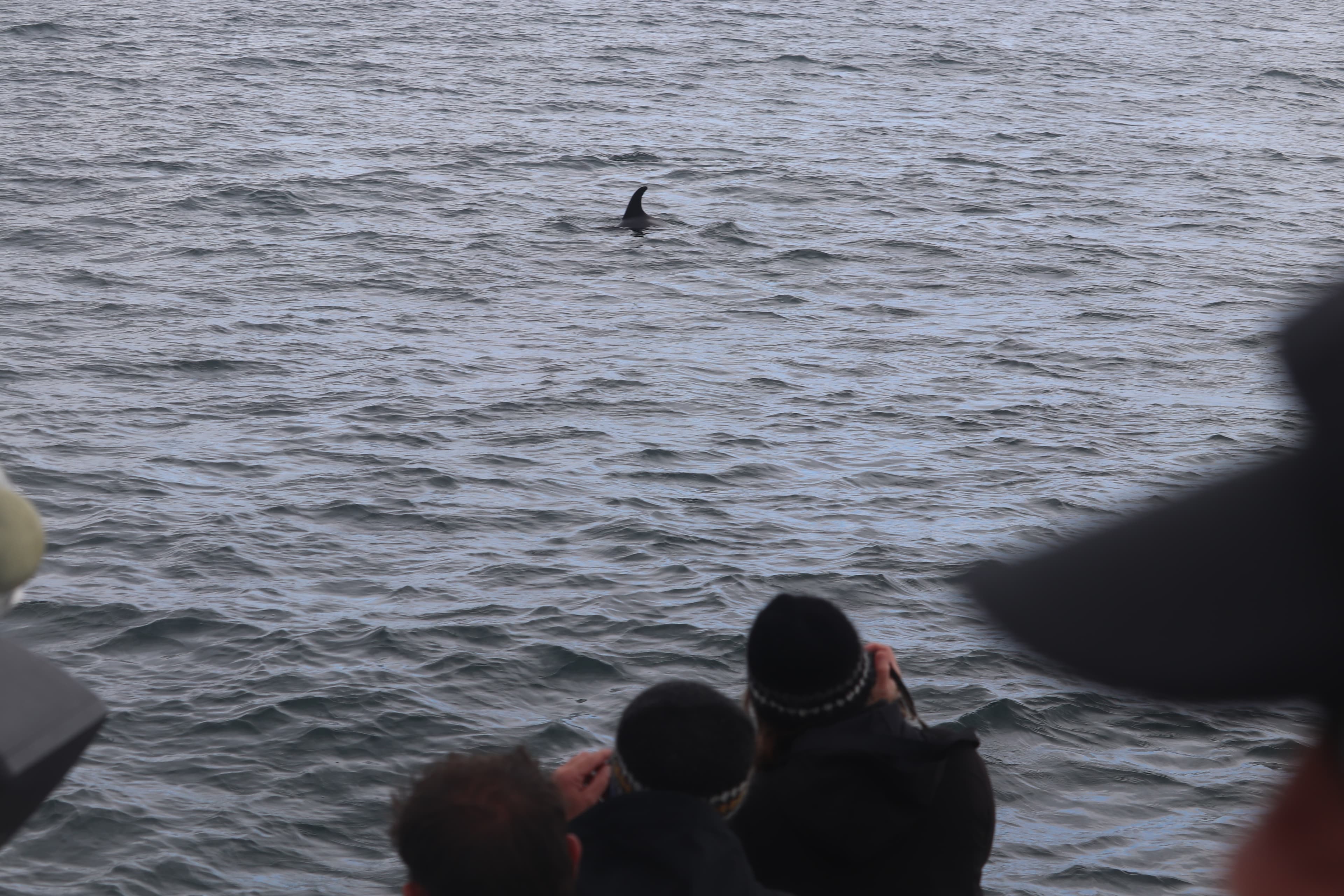 Whale Watching & Northern lights Combo Cruise from Reykjavik - photo 14