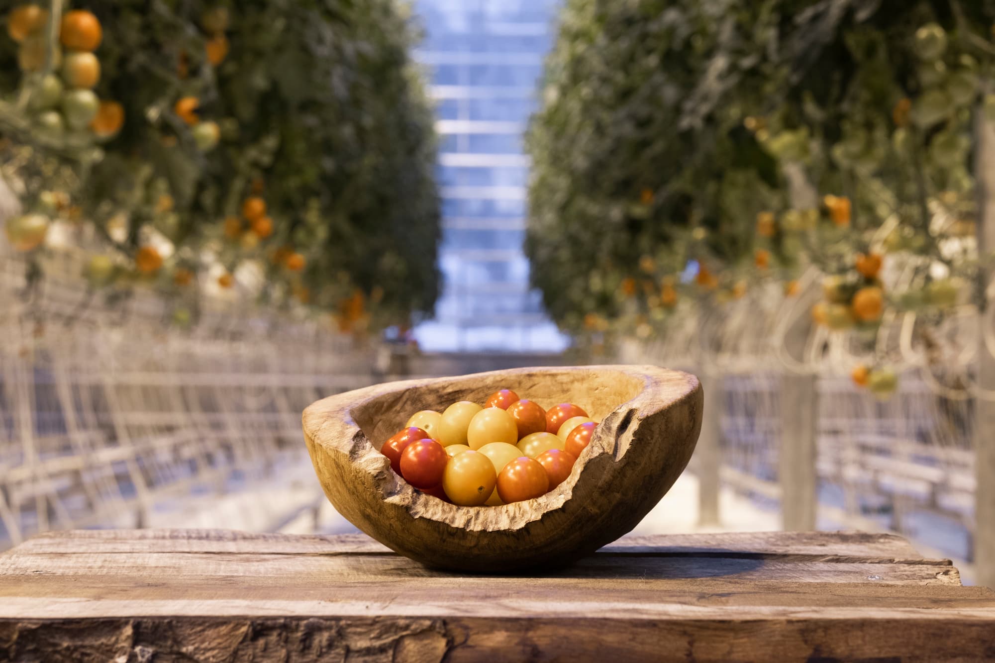 Golden Circle Small Group Tour with Friðheimar Farm Visit