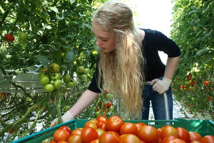 Golden Circle and Waterfalls, with Friðheimar Farm and Kerið in small group - photo 16