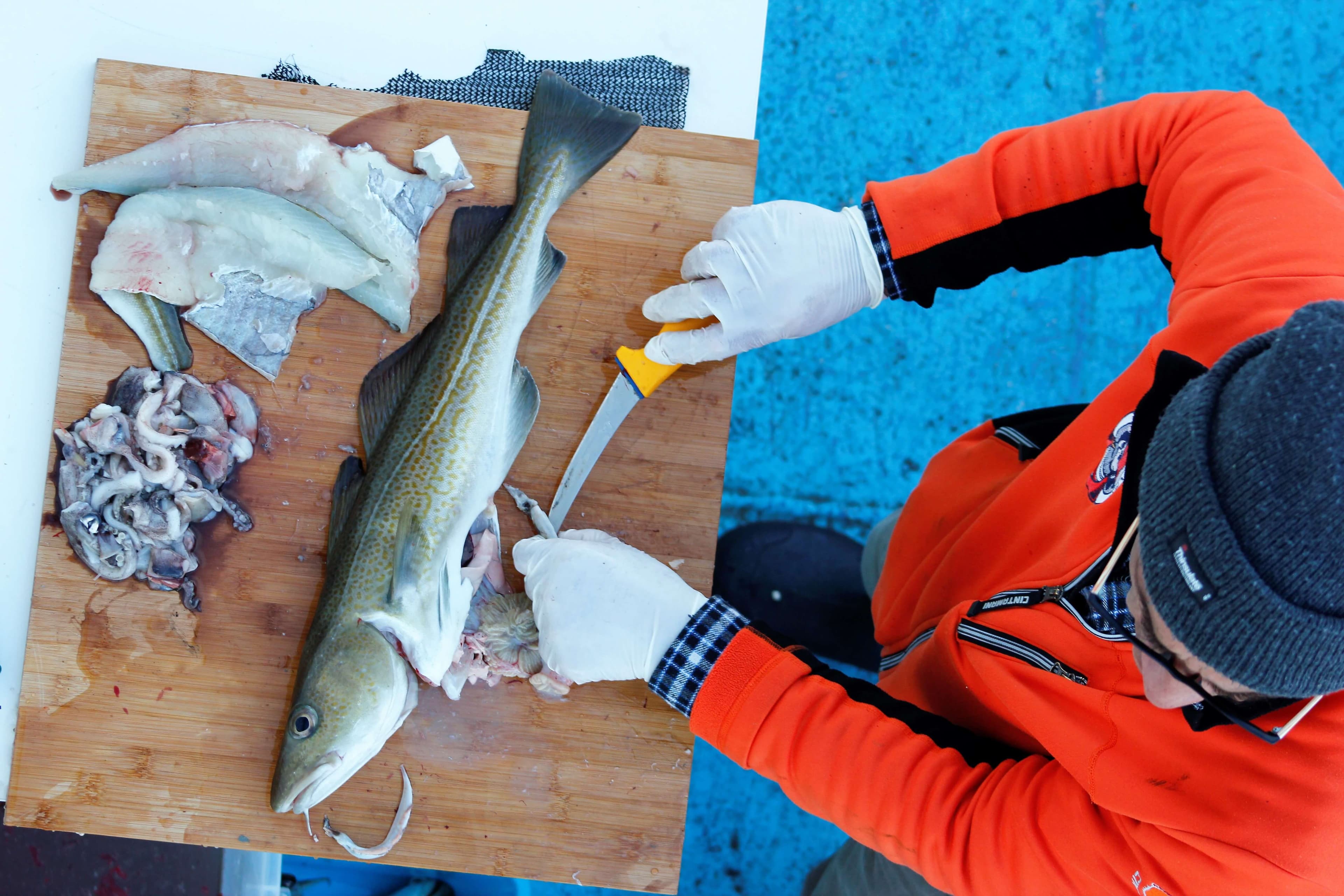 Sunset Fishing in Faxaflói Bay: 2.5-3 Hour Excursion - photo 5
