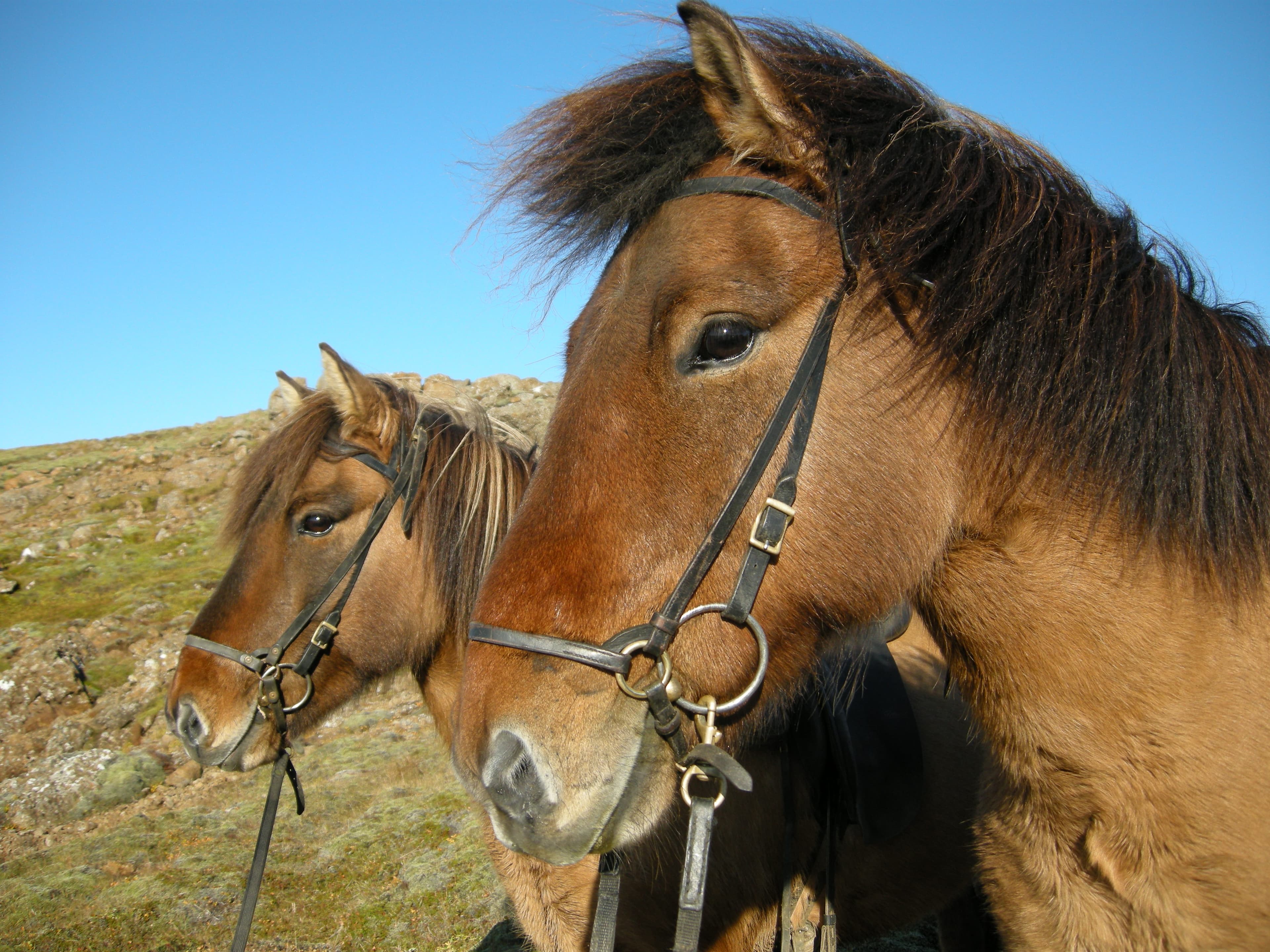 Into The Hot Spring Valley - Horseback ride & bathe (small groups guarantee) - Reykjadalur - photo 9