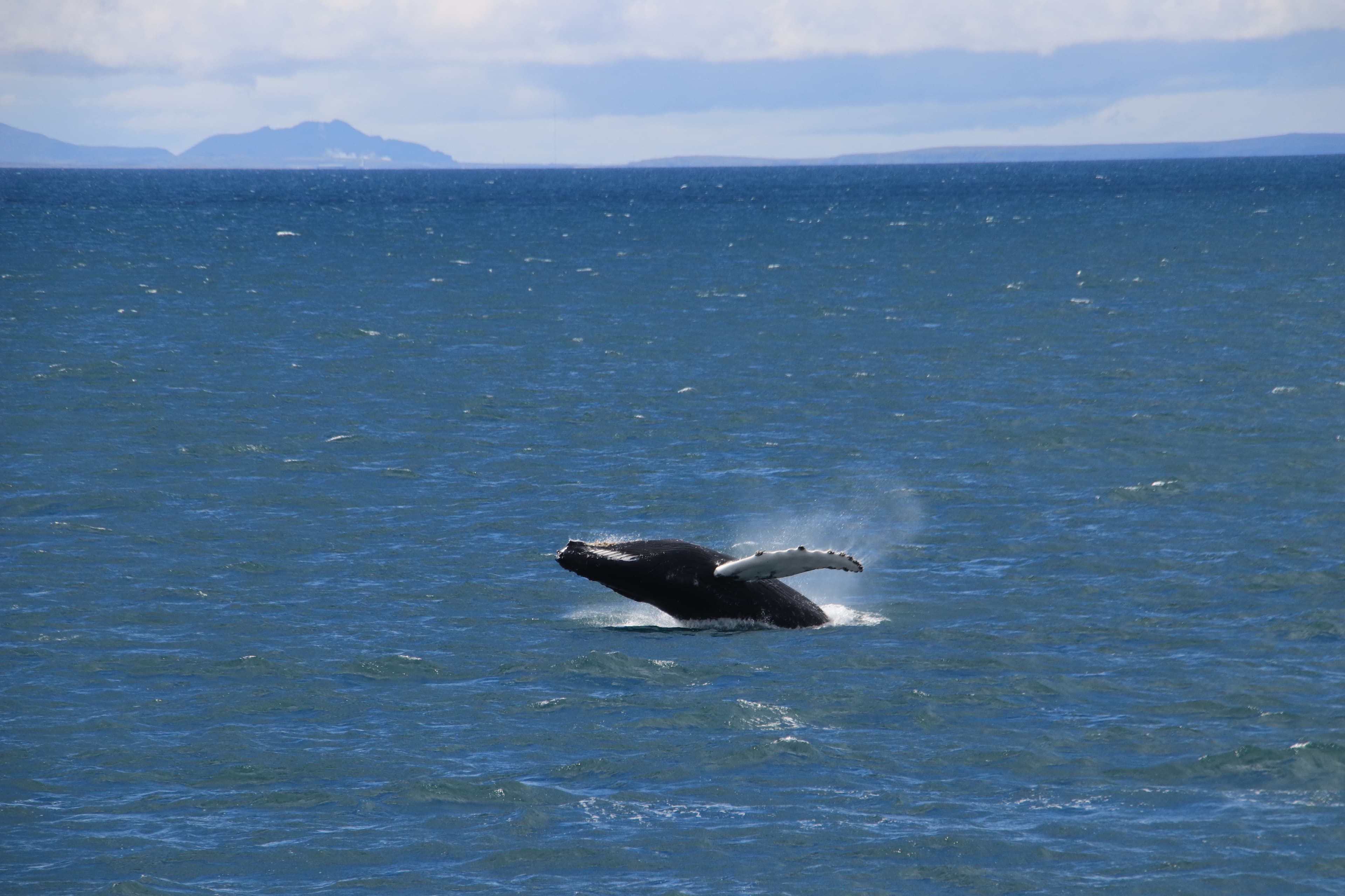 Whale Watching & Lava Show Reykjavik: Nature's Breathtaking Spectacle - photo 21