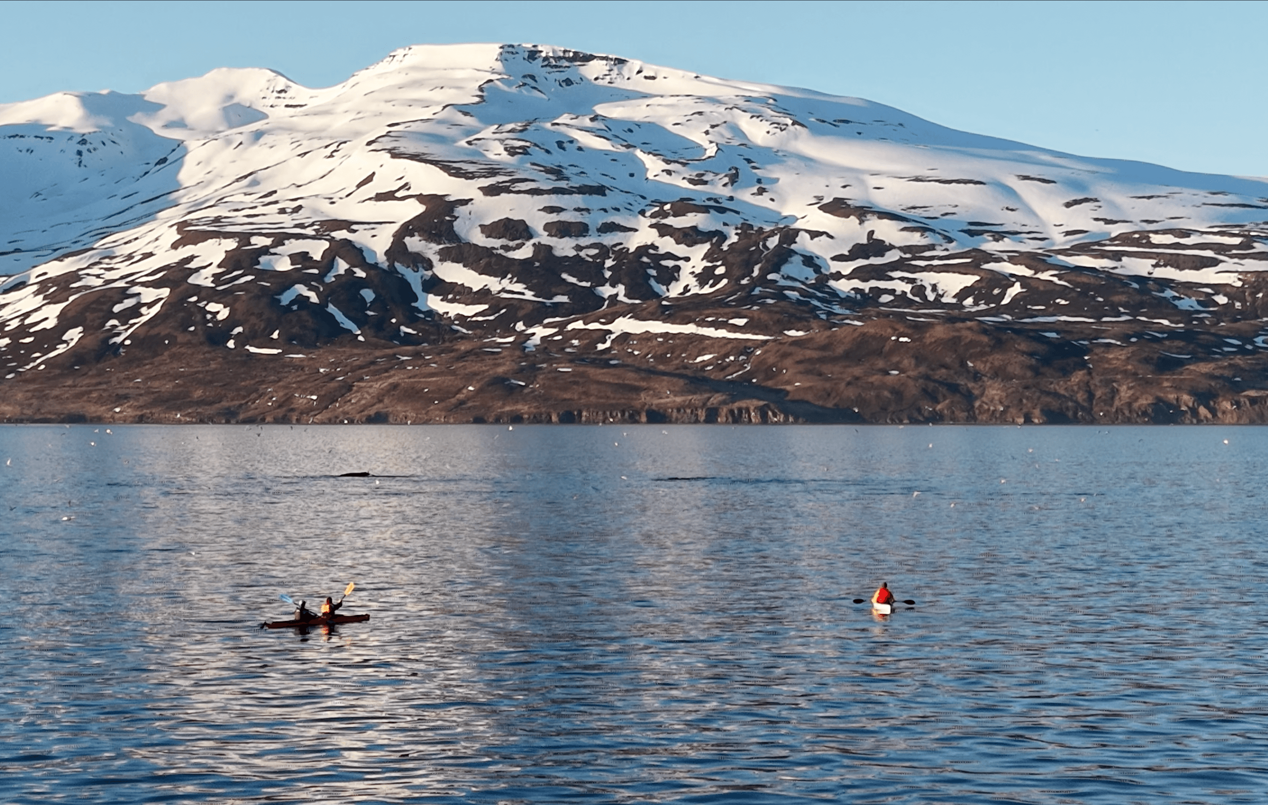 Guided Kayak Tour in Árskógssandur: Explore Coastline & Wildlife - photo 2