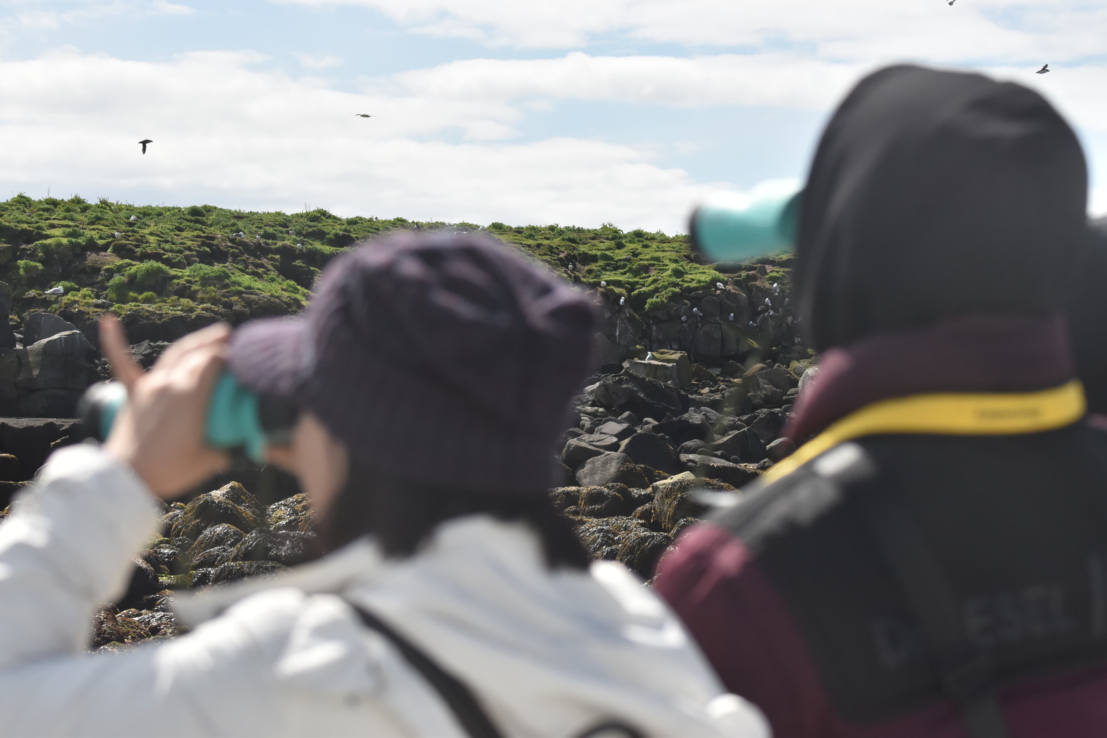 Reykjavík Classic Puffin Watching - photo 12