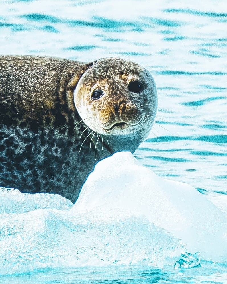 Kayaking at The Glacier Lagoon  - photo 7