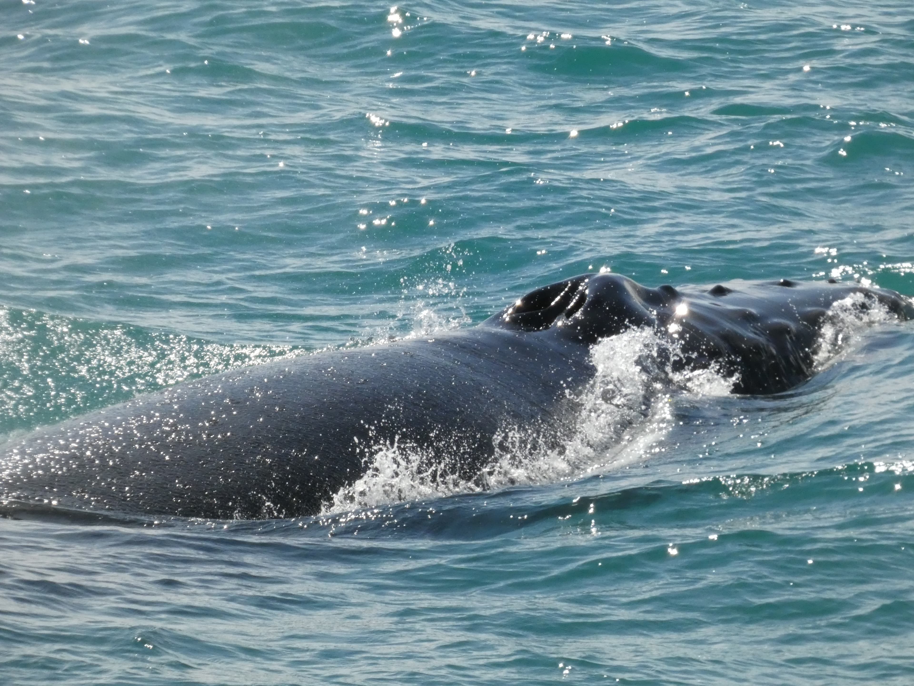 Whale Watching Excursion from Reykjavik & Whales of Iceland Exhibition: Explore the Sea's Giants - photo 43