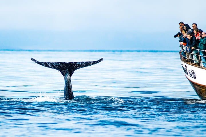 Húsavík Original Whale Watching - photo 3
