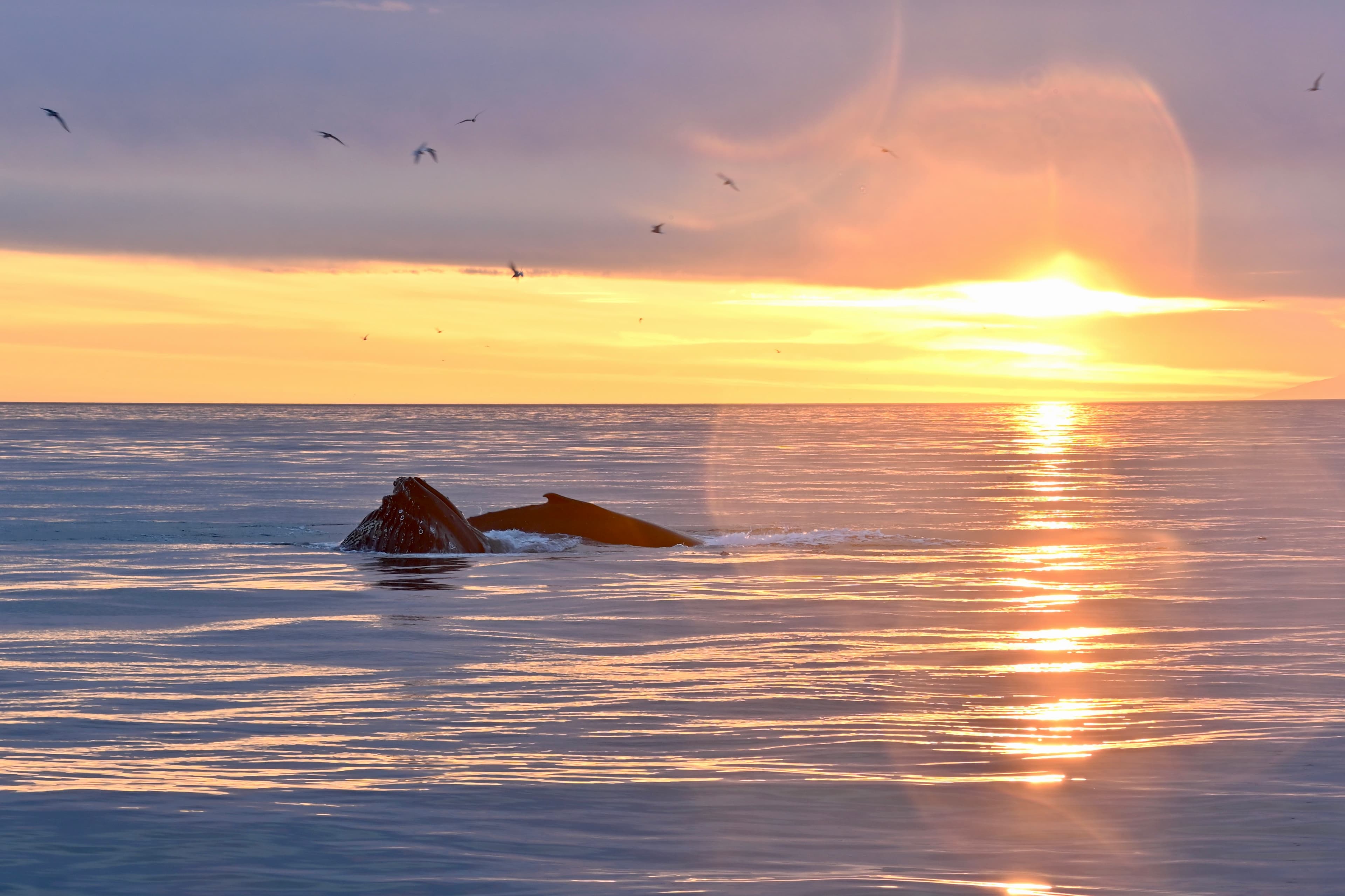 Reykjavík Premium Whale Watching - photo 23