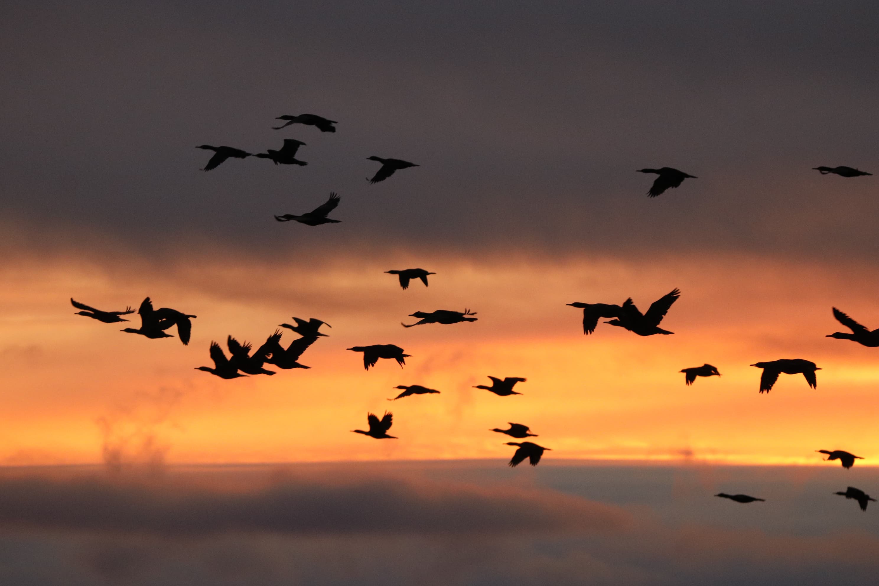 Reykjavík Premium Whales in the Midnight Sun - photo 11