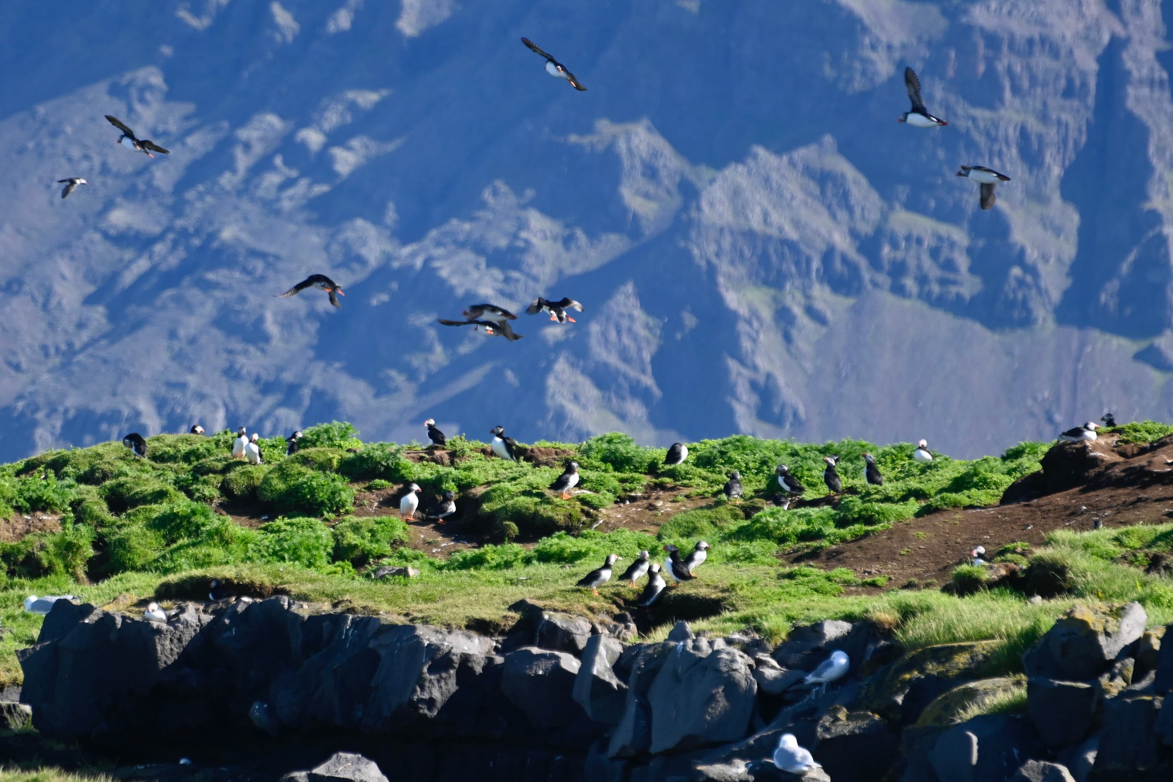 Reykjavík Classic Puffin Watching - photo 27