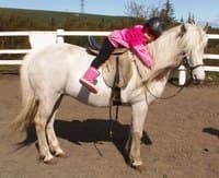 Horses and Waffles - photo 2