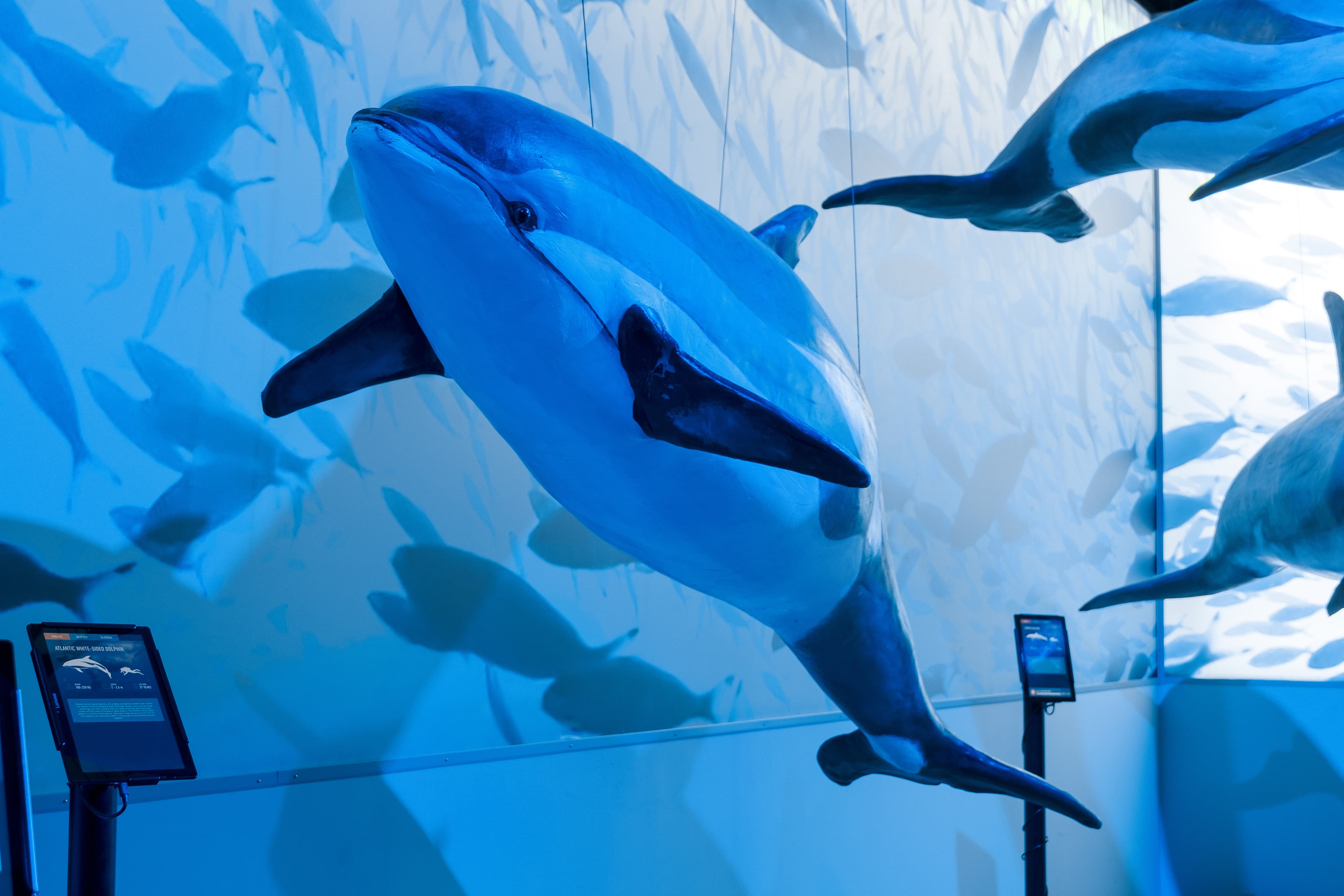 Whales of Iceland Museum Admission - photo 7