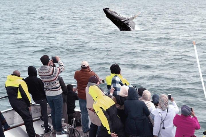 Whale Watching & Dolphin Yacht Cruise