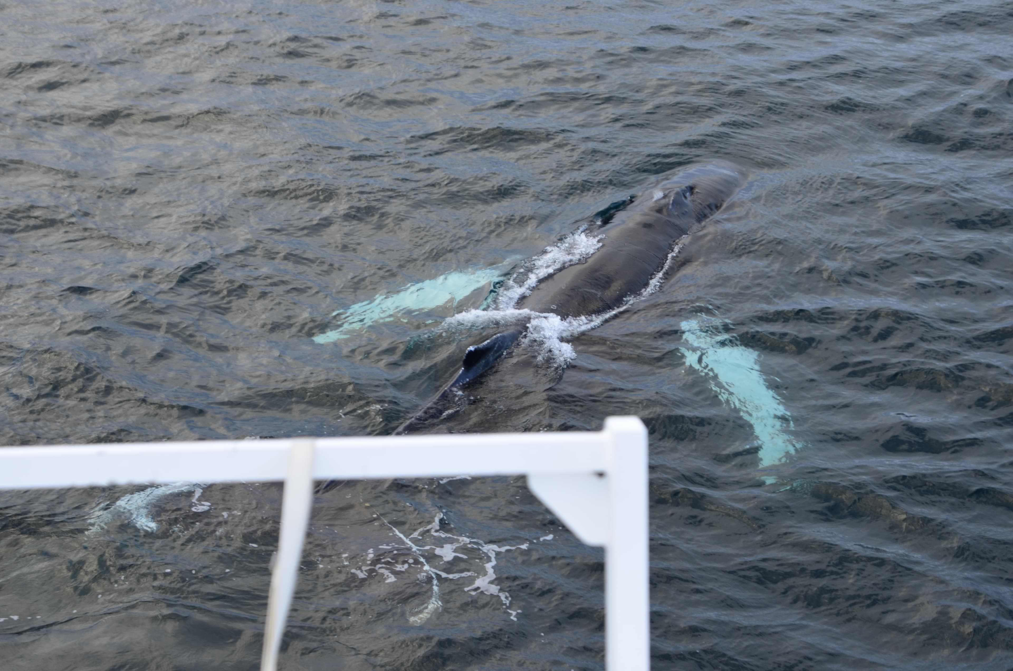 Reykjavík Sea Horse - photo 8