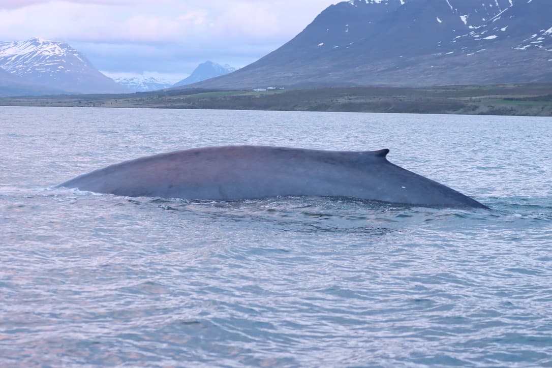 Midnight Sun Whale Watching - photo 15