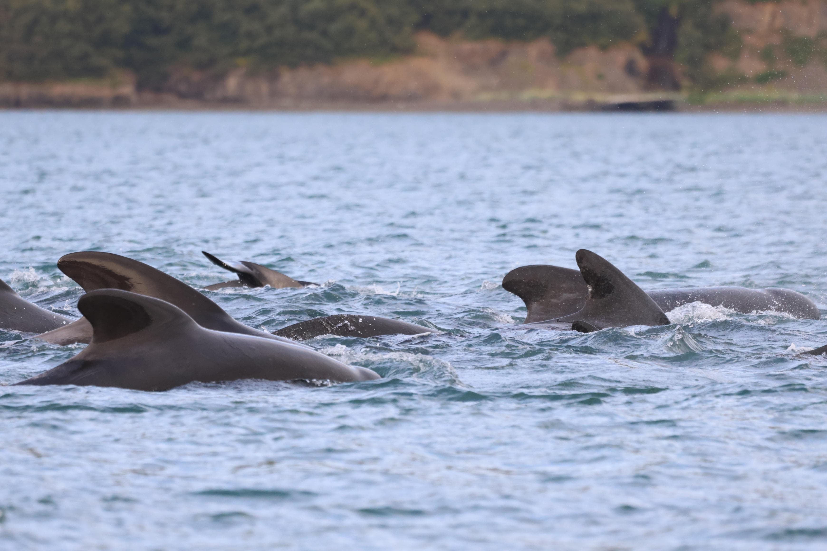 Akureyri Classic Whale Watching - photo 17